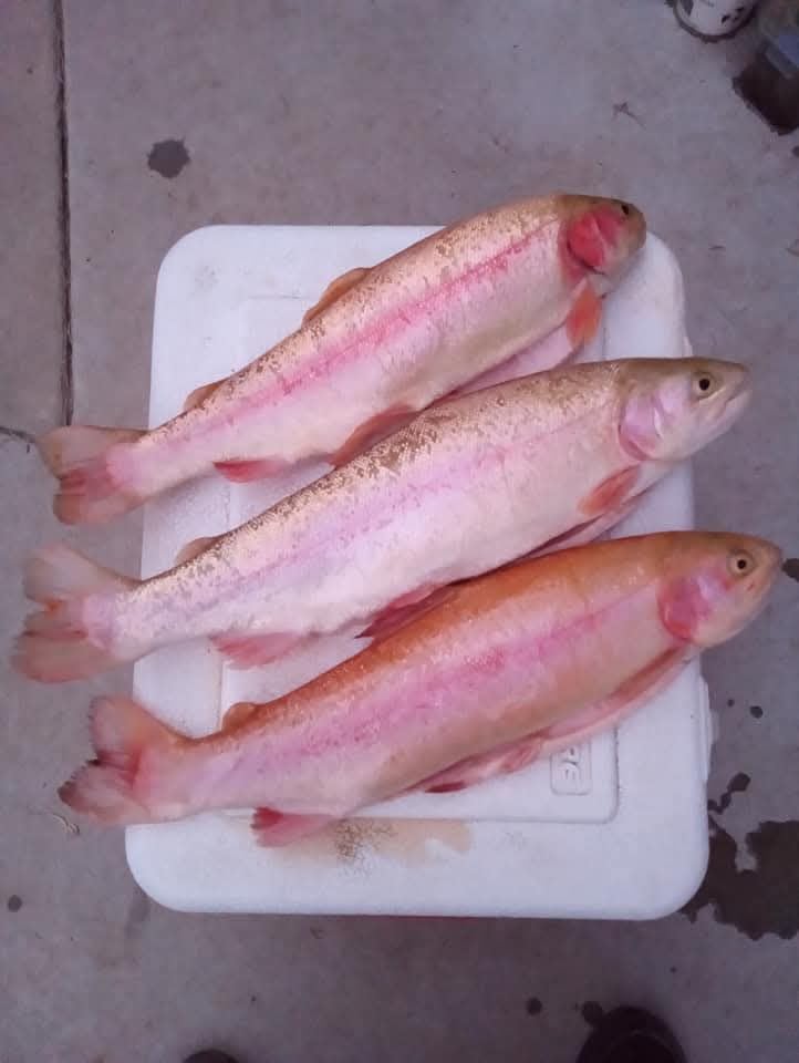 Stren Original Monofilament Fishing Line customer photo 2