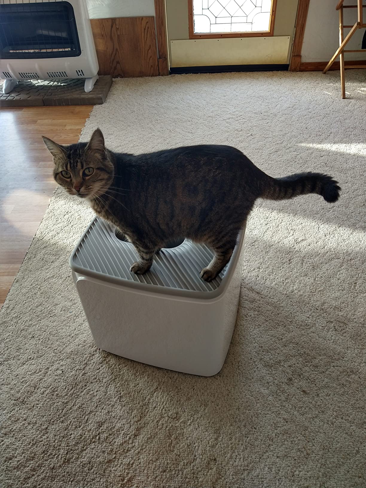 IRIS USA Cat Litter Box Top-Entry Square Top Entry Litter Box with Scoop, Enclosed Litterbox with Odor Control, Dog Proof Covered Litter Box Design, Easy to Clean, White/Gray customer photo 2
