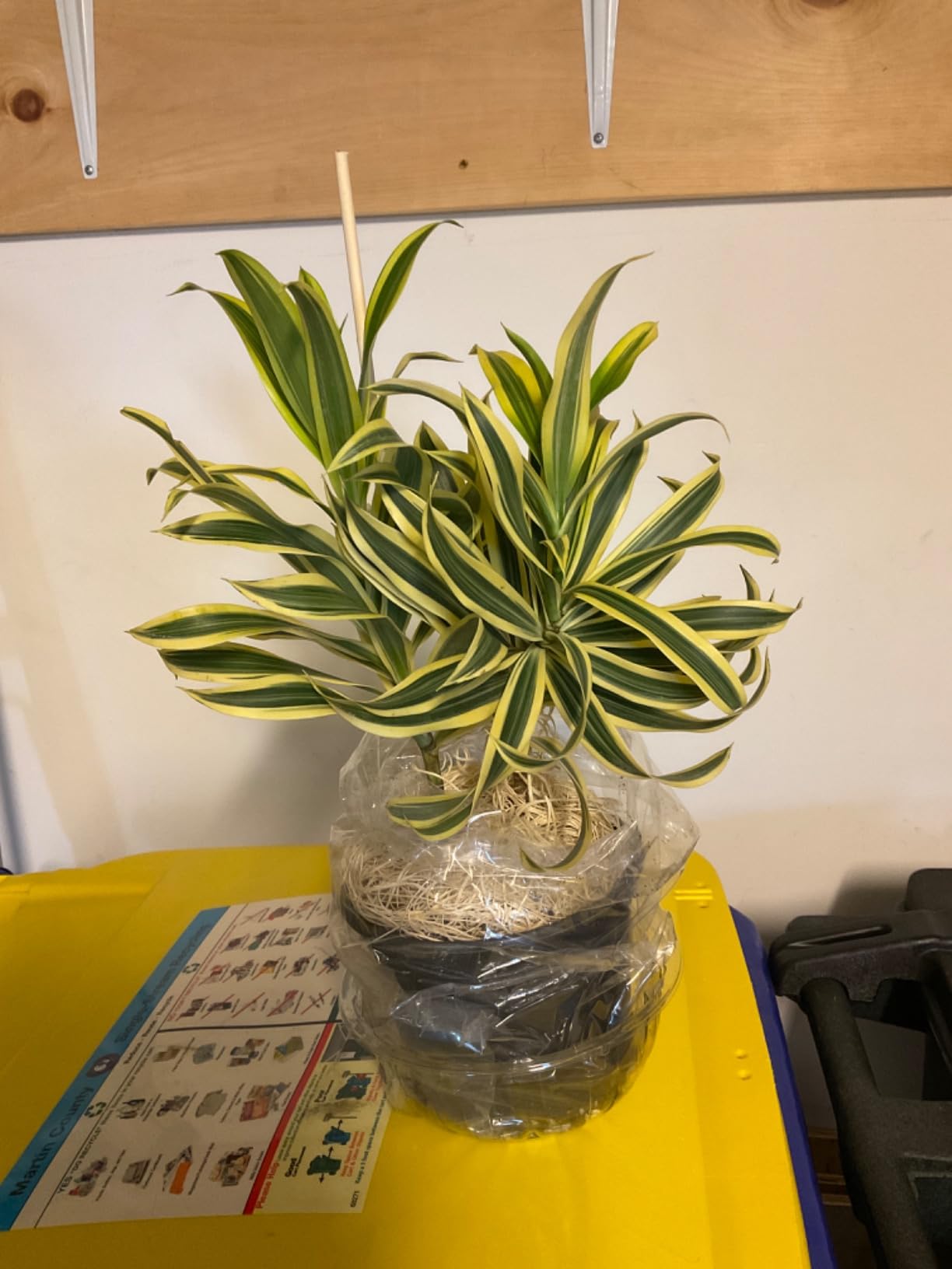 Ficus 'Ginseng' Live Plant for Indoor | Different Houseplants in 4'' & 6'' Pot | Real House Plant for Living Room, Office, Desk & Bathroom | Pot-Bellied Ficus customer photo 1