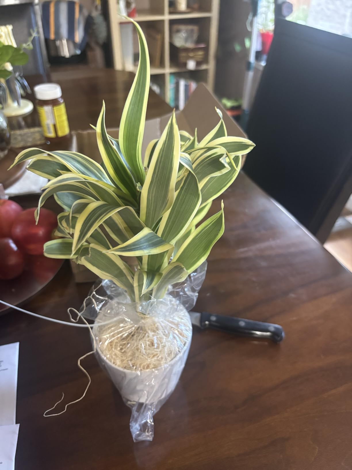 Ficus 'Ginseng' Live Plant for Indoor | Different Houseplants in 4'' & 6'' Pot | Real House Plant for Living Room, Office, Desk & Bathroom | Pot-Bellied Ficus customer photo 2