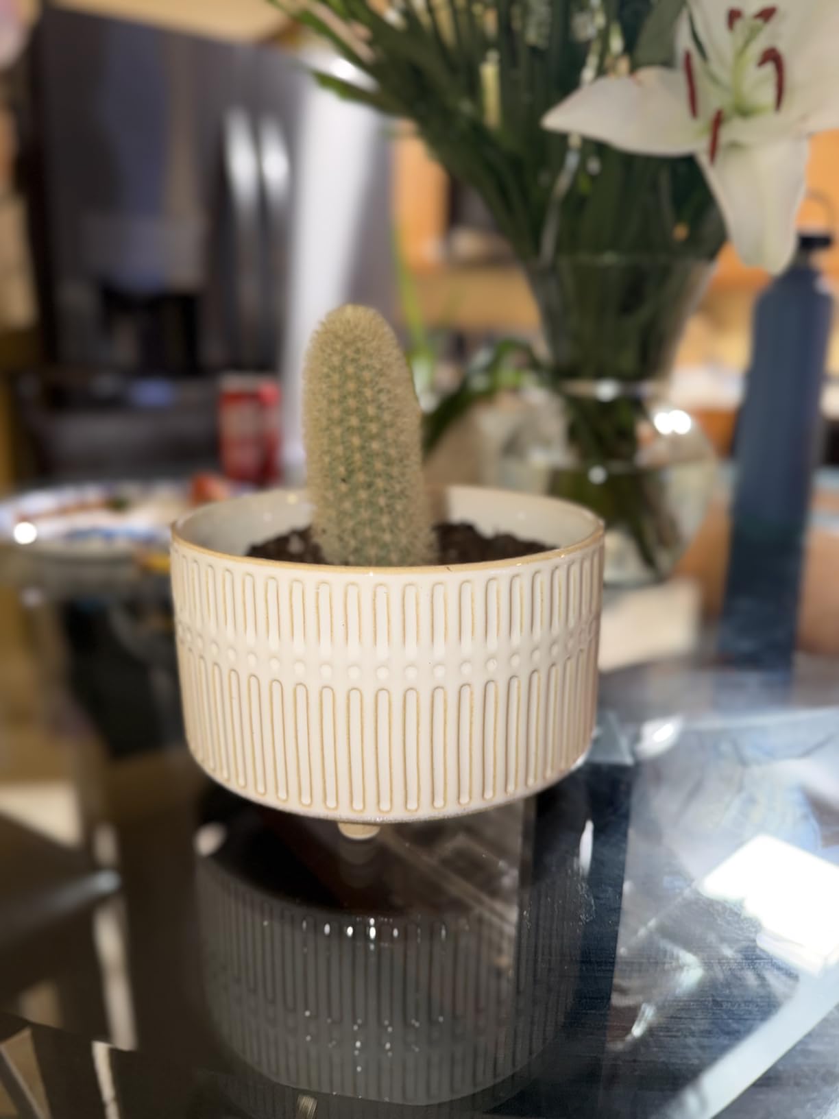 LE TAUCI Succulent Pots, 6.5+8 Inch Ceramic Indoor Plant Pot with Drainage Hole, Shallow Round Succulent Planters, Set of 2, Matte White customer photo 1