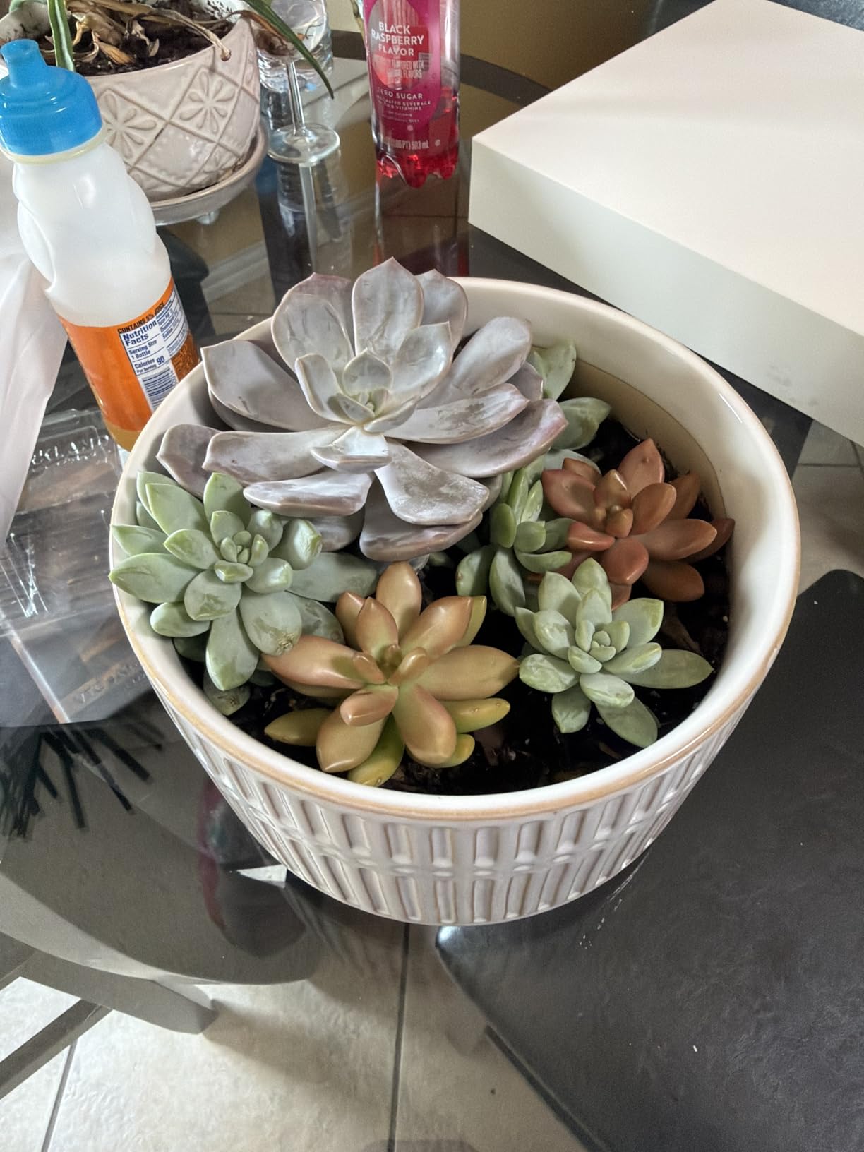 LE TAUCI Succulent Pots, 6.5+8 Inch Ceramic Indoor Plant Pot with Drainage Hole, Shallow Round Succulent Planters, Set of 2, Matte White customer photo 2