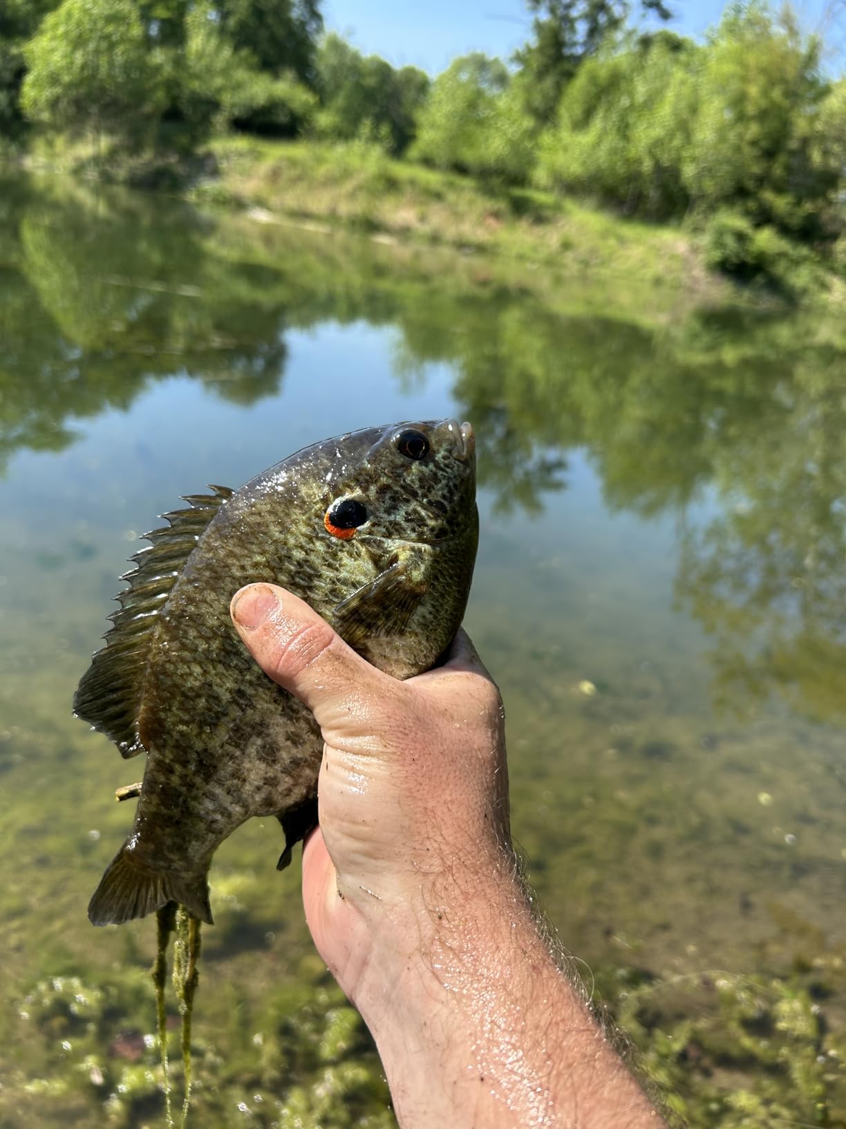 Lew's Crappie Thunder Spinning Reel and Fishing Rod Combo, 2-Piece IM6 Graphite Blank, Right or Left-Hand Retrieve customer photo 1