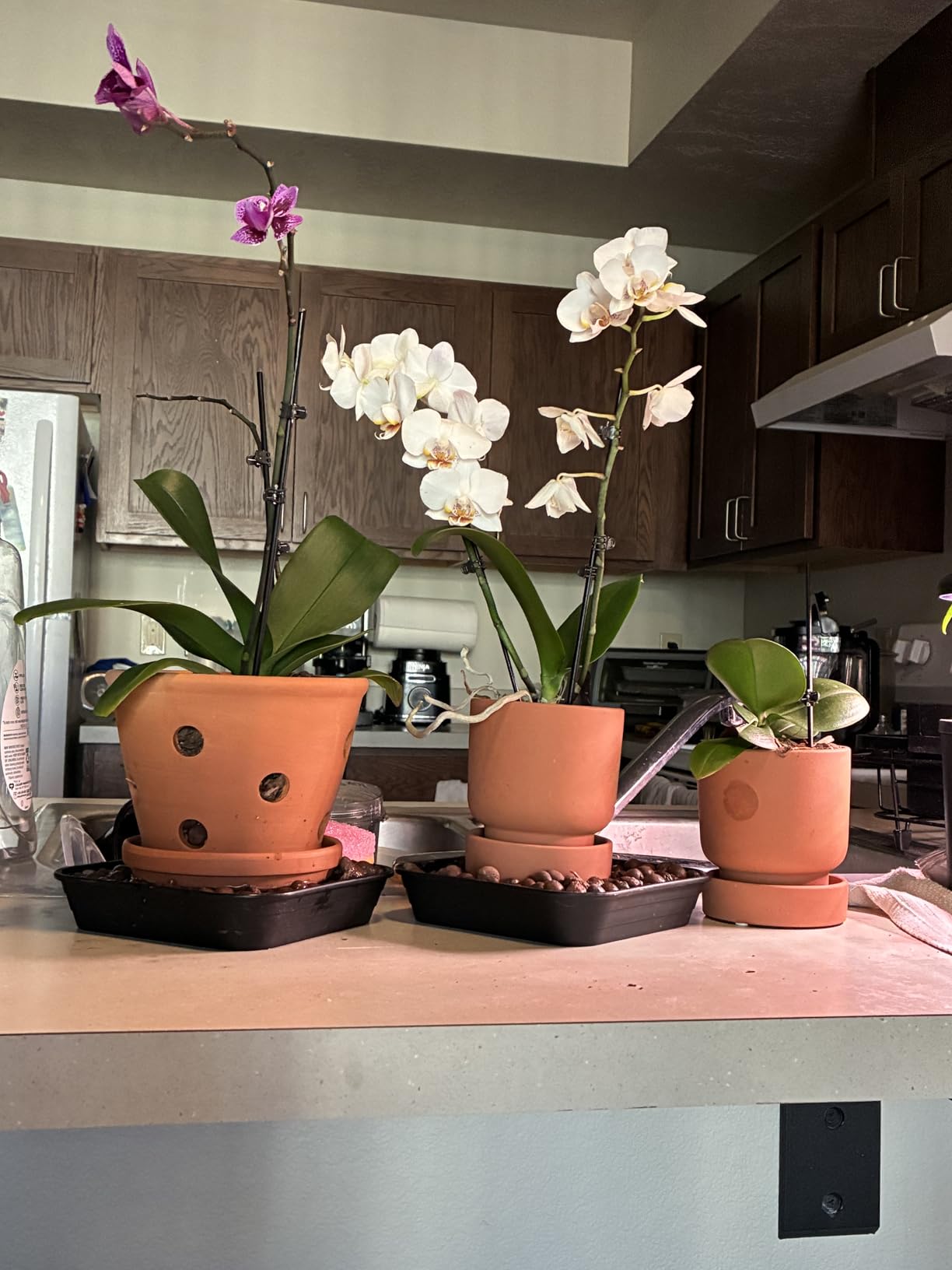 vensovo 6 Inch Terracotta Orchid Pots with Holes and Saucers - 3 Pack Clay Orchid Planter Pots for Repotting, Breathable Flower Pots for Indoor Outdoor, Promotes Air Circulation & Healthy Roots customer photo 2