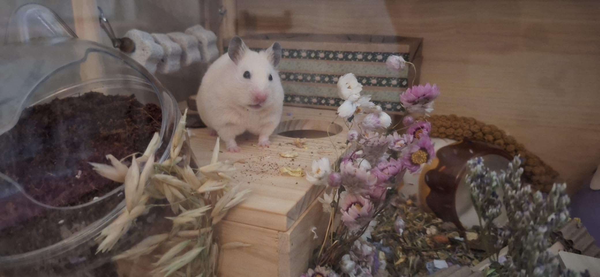Hamster Cage Chewproof, Large Hamster Cages and Habitats, Openable Top with Acrylic Sheets, Solid Built customer photo 2