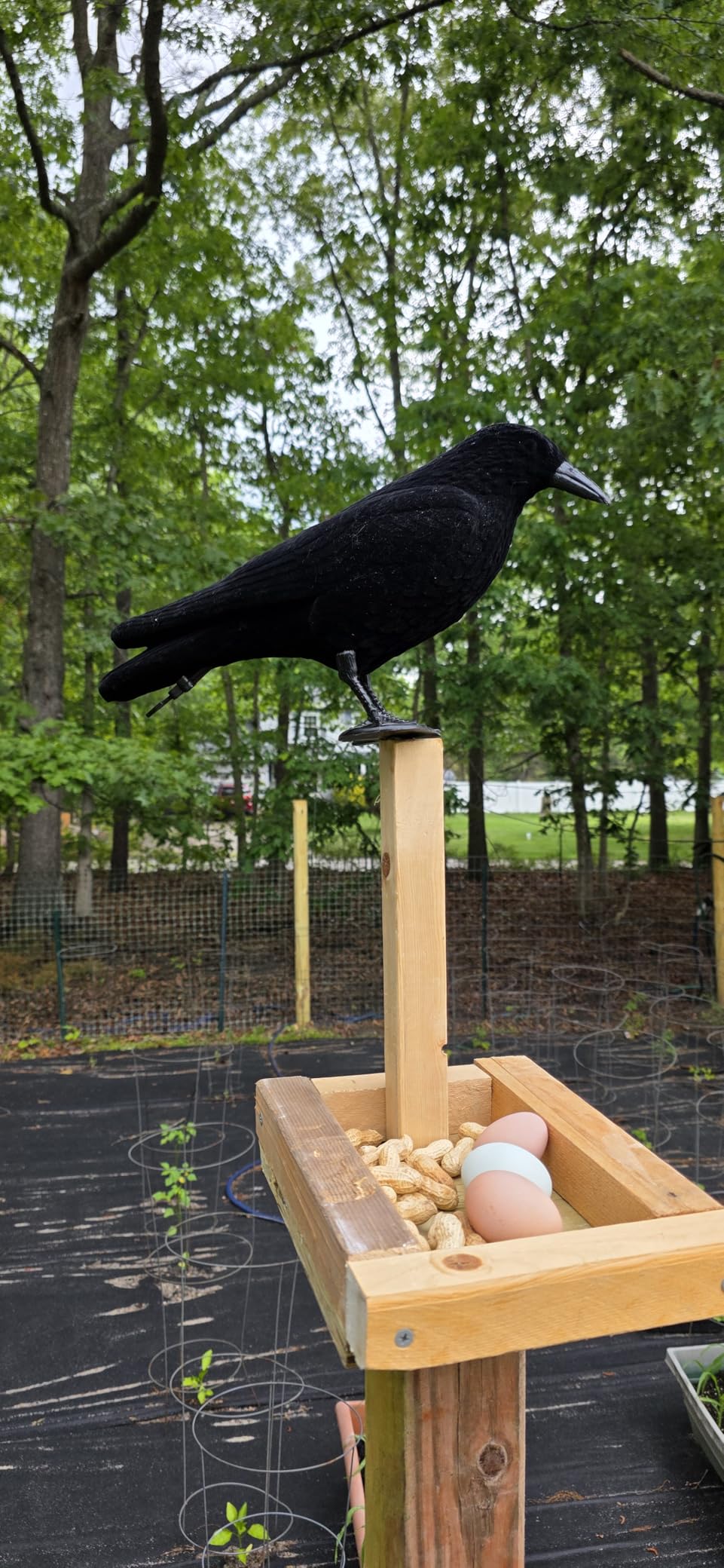 Crow Decoy for Attracting Crows, 2-Pack Plastic Fake Crows Birds Decoy for Garden Yard Backyard Decoration customer photo 1