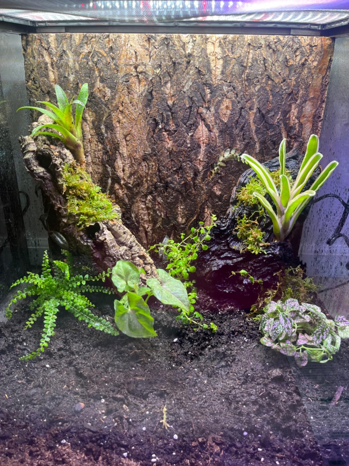 Josh's Frogs Dart Frog Vivarium Bioactive Plant Kits (10 Gallon) customer photo 1