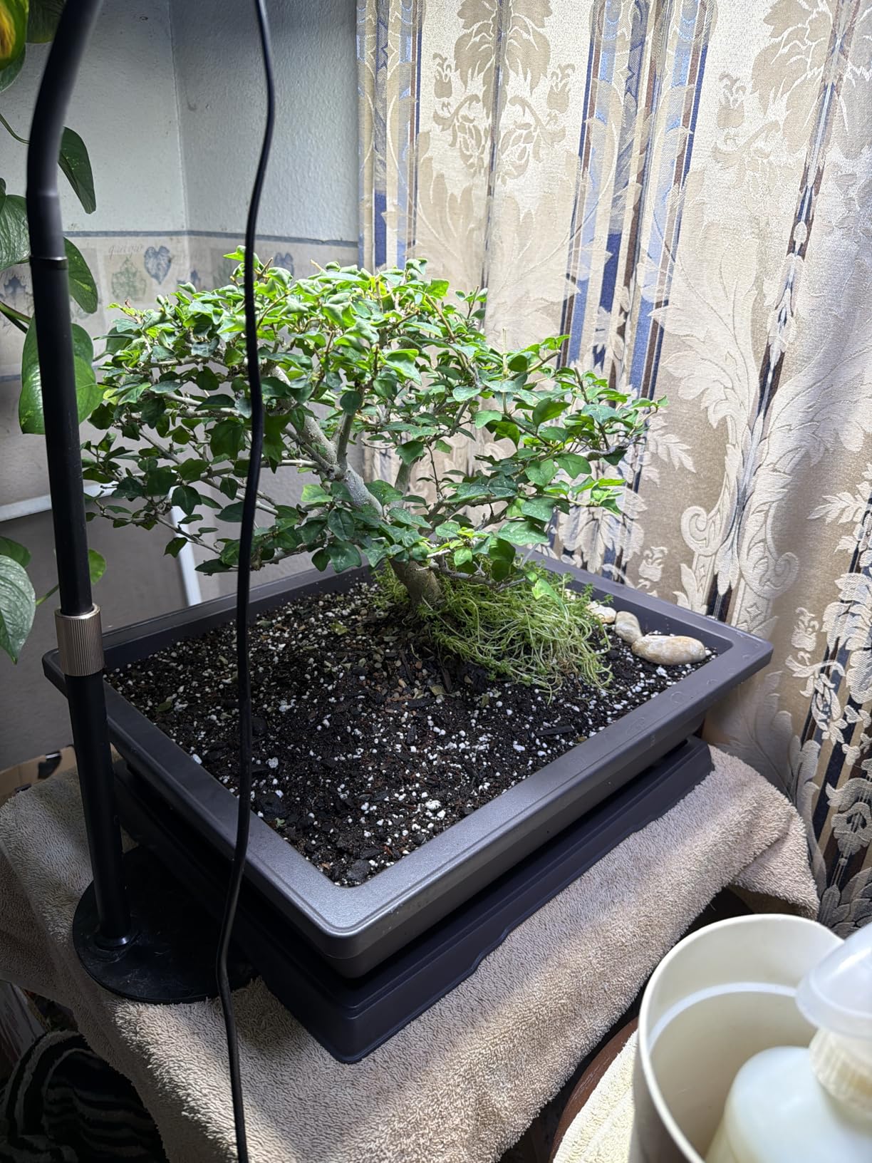 CZ Grain Heavy Duty Outdoor Bonsai Pot - 18in Pot w Drain Holes and Tray for Handling The Outdoor Weather customer photo 1