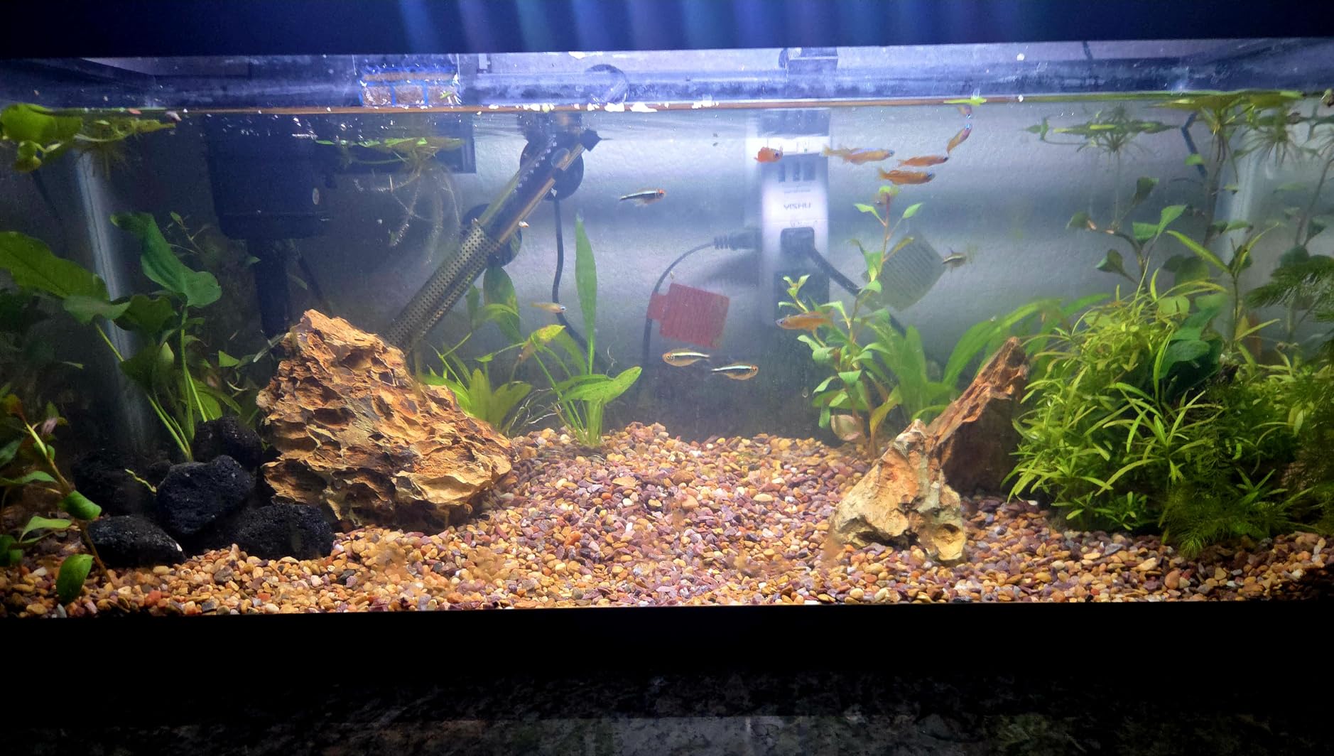 AWXZOM Natural Dragon Rock Carefully Selected Mixed Sizes, Decorative Aquarium Rocks (4.4lb) customer photo 1