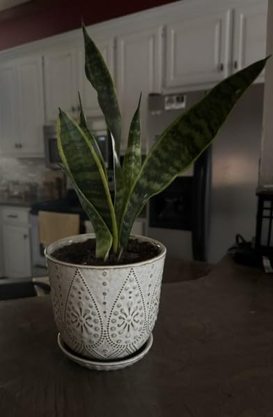 Gepege Succulent Pots, 4 Inch Small Indoor Ceramic Planter Pot with Drainage Holes and Saucers for Plants - Creamy White - Set of 4 customer photo 2