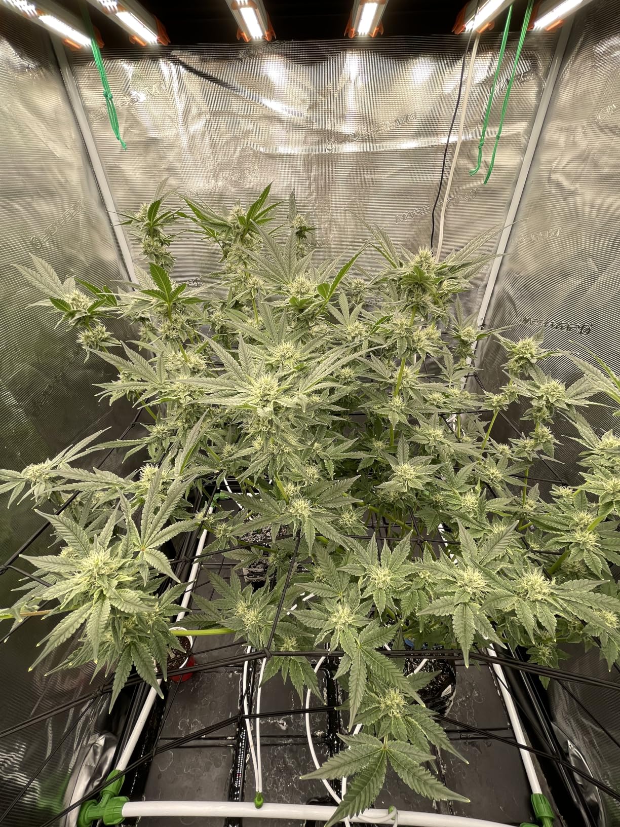 Athena Pro Complete Hydroponic Nutrients Kit | 3-Part NPK Fertilizer | Pro Grow, Bloom & Core | Dry Soluble Plant Food for Veg & Flowering | Commercial-Grade | 10 LB customer photo 1