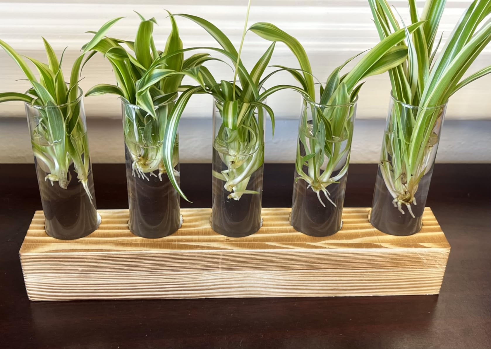 Renmxj Plant Propagation Station, Plant Terrarium with Wooden Stand, Plants Pots for Hydroponics, Small Birthday Gardening Gifts for Women Mom Plants Lovers Unique - 5 Glass Test Tubes Vases customer photo 1