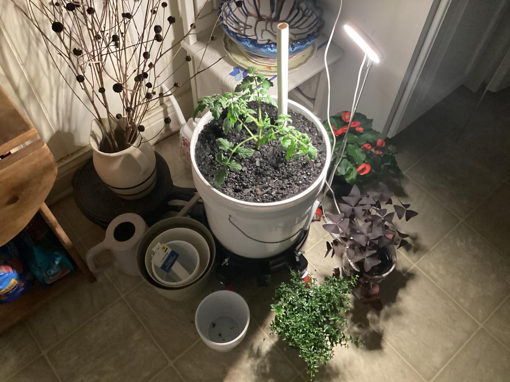 Kullsinss Grow Lights for Indoor Plants, Full Spectrum Halo Growing Lamp with Detachable Base, Height Adjustable, 3 Colors, 10 Dimming, Automatic Timer, Plant Light for Succulents Small Plants customer photo 1