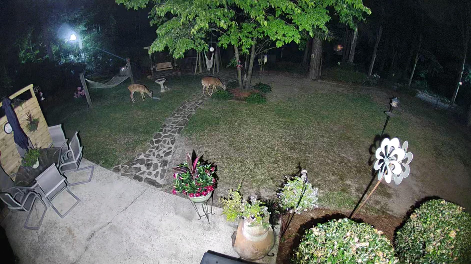 Herron Outdoors 4-4-2 Sweet Apple Protein Deer Feed, Deer Attractant with Whole Corn and Sweet Apple Protein Pellet, Nutritional Feed Enhancer for All Hunters All Seasons - 5lbs customer photo 2