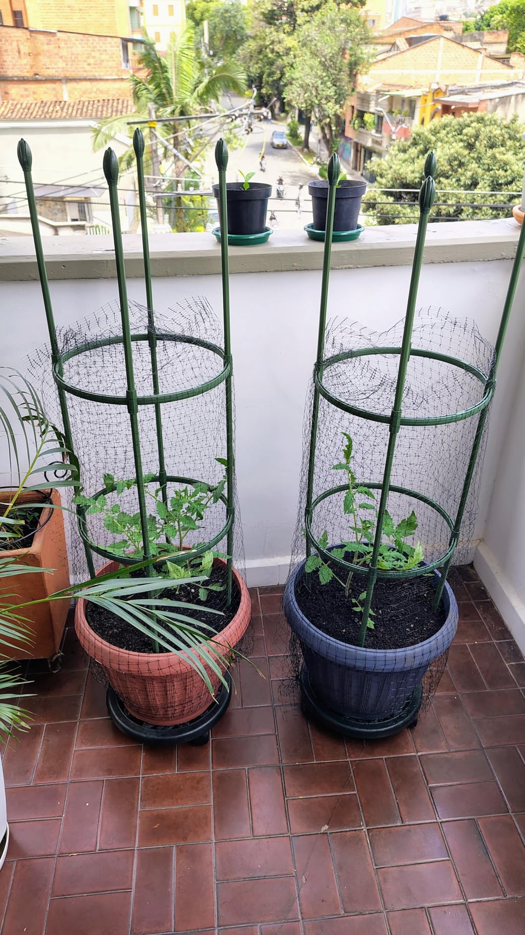 Round Heavy Duty Tomato Cage - 55 Inch Steel Core Plastic Coated Garden Trellis, 4-Post Rustproof Plant Support for Tomato/Cucumber/Beans, No Tools Snap Assembly, Spare Parts Available 1PS customer photo 1