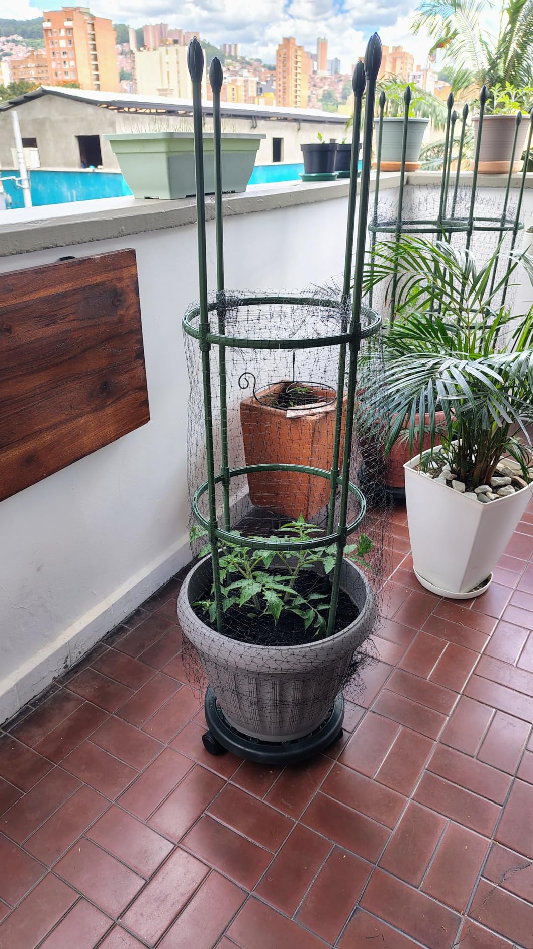 Round Heavy Duty Tomato Cage - 55 Inch Steel Core Plastic Coated Garden Trellis, 4-Post Rustproof Plant Support for Tomato/Cucumber/Beans, No Tools Snap Assembly, Spare Parts Available 1PS customer photo 2