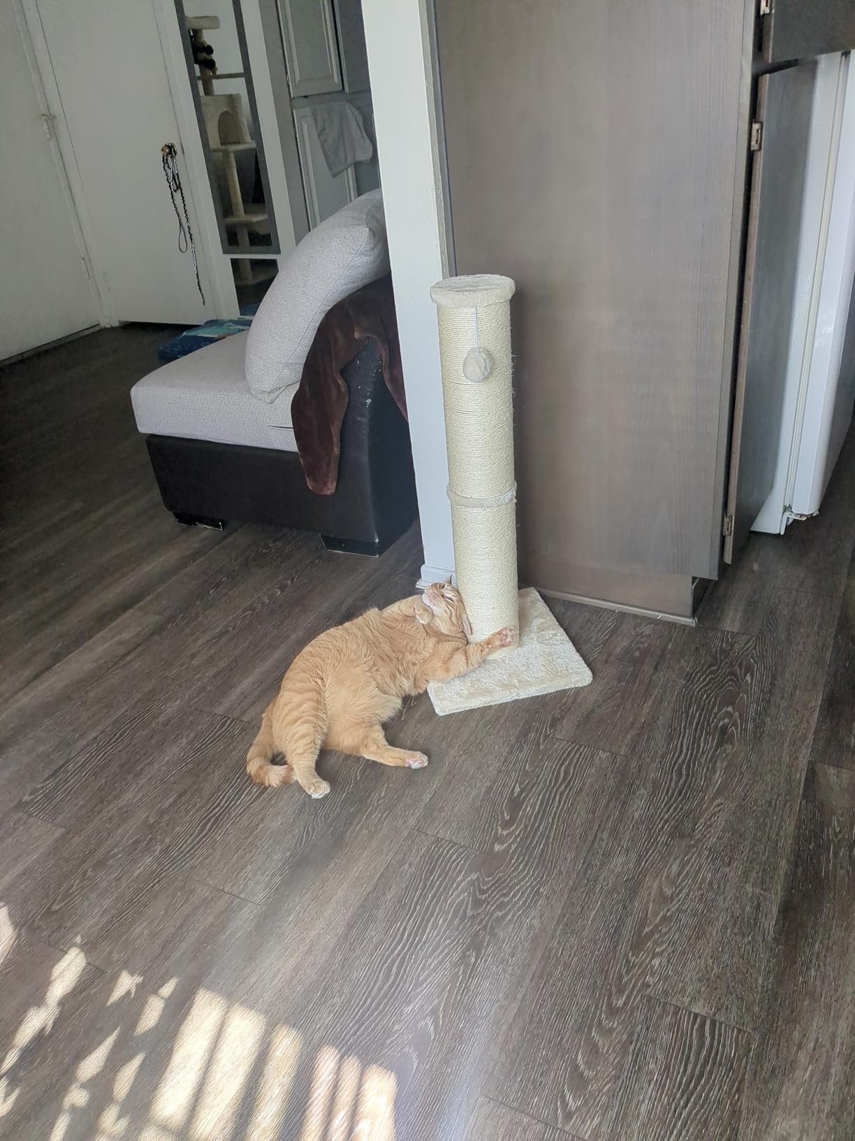 PAWSCRAT Cat Scratching Post 32 Inch High, 5.5 Inch Large Diameter Natural Sisal Cat Scratch Post, Scratch-Resistant and Durable Tall Cat Scratcher for Indoor Cats, Protect Your Furniture, Beige customer photo 1