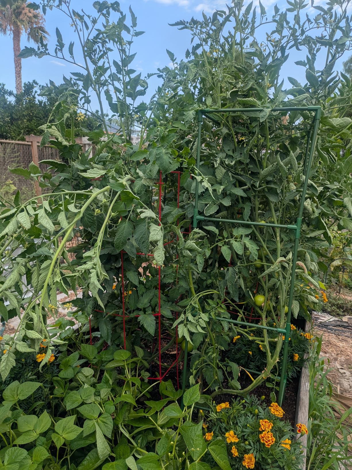 MYMULIKE 3 Pack Tomato Cages for Garden - Heavy Duty Square Tomato Plant Support Stakes, Height-Adjustable Tomato Trellis, Tomato Plant Cage for Raised Beds/Pots (Holds 50 Lbs) customer photo 2