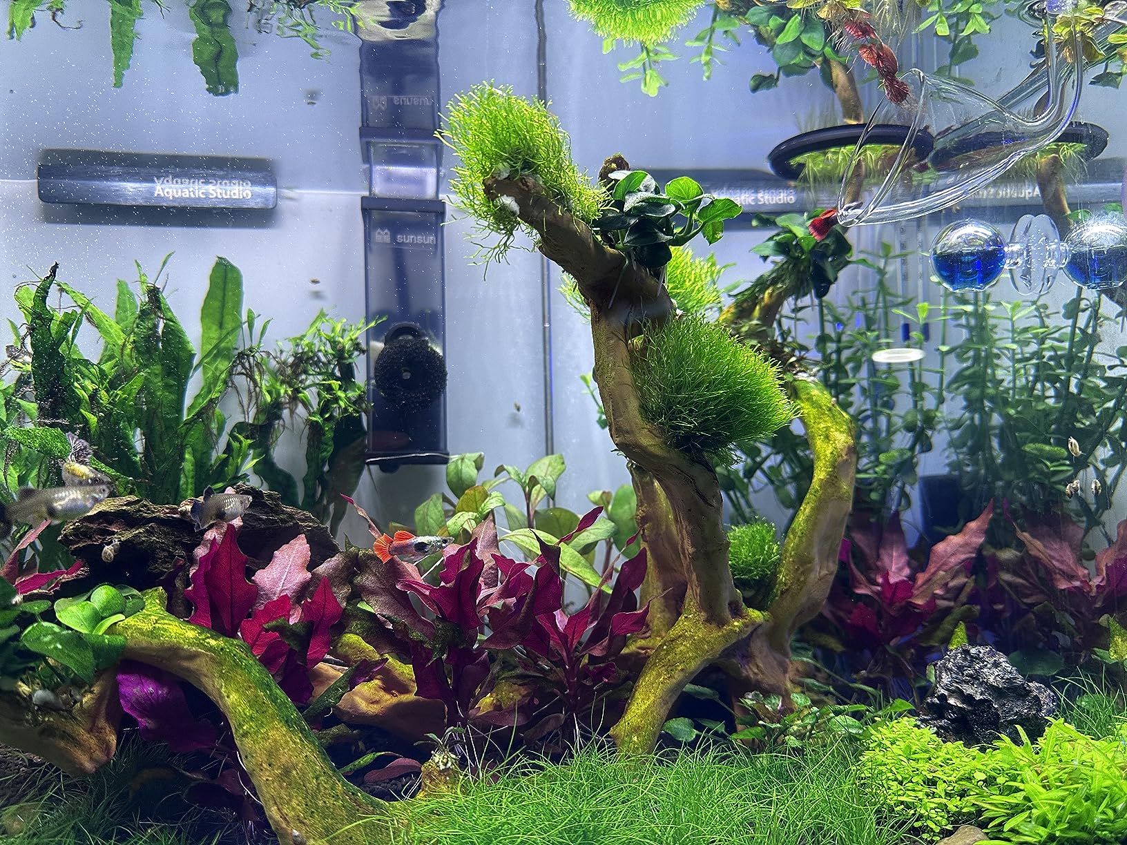Glass CO2 Drop Checker - CO2 Monitor Kit for Aquarium Planted Tank CO2 System (Drop Checker with Solution) customer photo 2