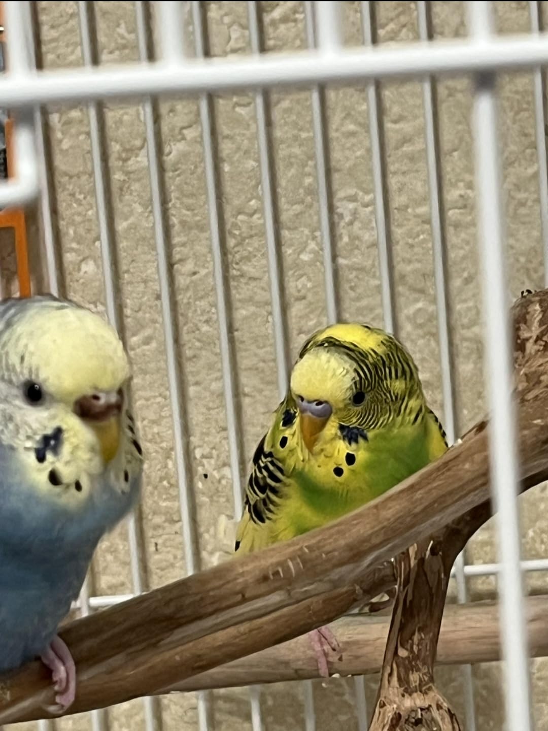 Bird Toys Rope Perch with Bell Colorful Bird Chewing Shredding Foraging Toys Parrot Swing Climbing Standing Hanging Toys Cage Accessories for Conure Cockatiel Budgies Lovebird customer photo 2