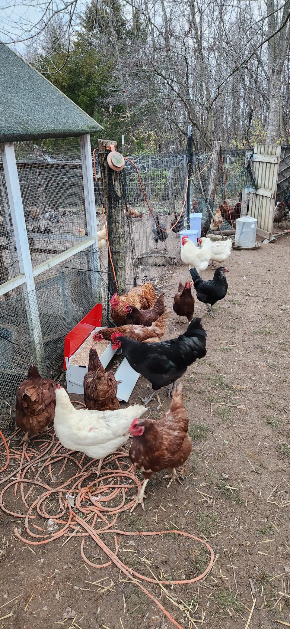 Automatic Chicken Feeder, Galvanized Treadle Poultry Feeder No Waste, Rainproof Metal Auto Chicken Feeder Rat-Proof, No-Spill for Duck Turkey Outside customer photo 2