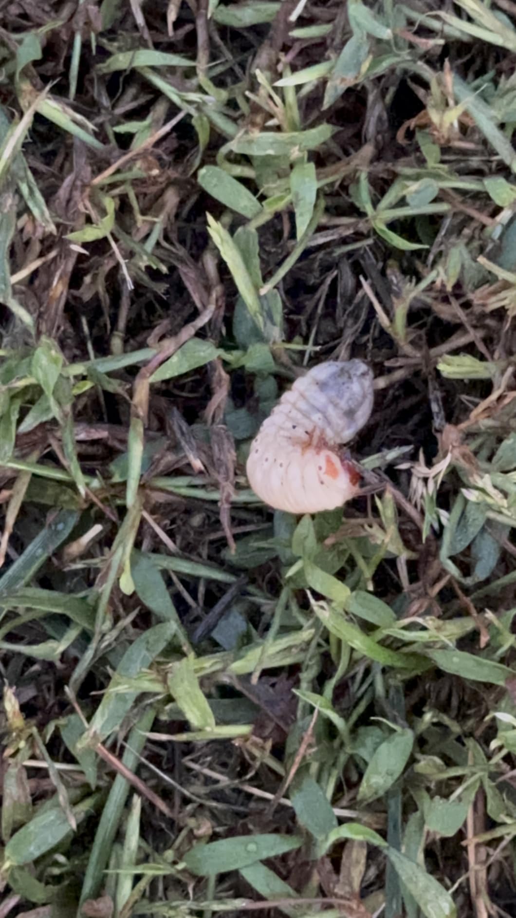 St. Gabriel Organics - 15 Pound Milky Spore Granular Natural Japanese Beetle Grub Control and Repellent for Lawn and Garden Care customer photo 1