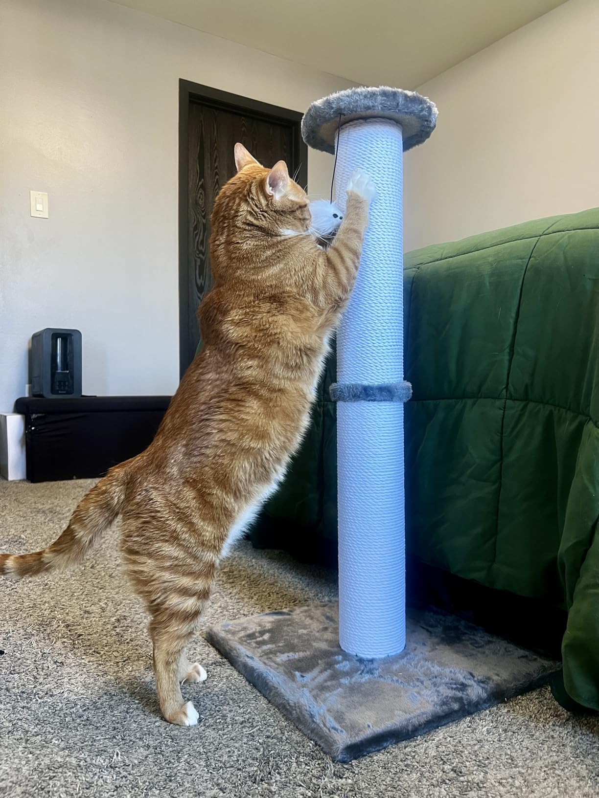 Cat Scratching Post 34 Inches Heavy Duty and Thicker Cat Scratching Post Cotton Rope with Hanging Ball and Mice Scratching Post for Indoor Cats and Adult(Grey) customer photo 2