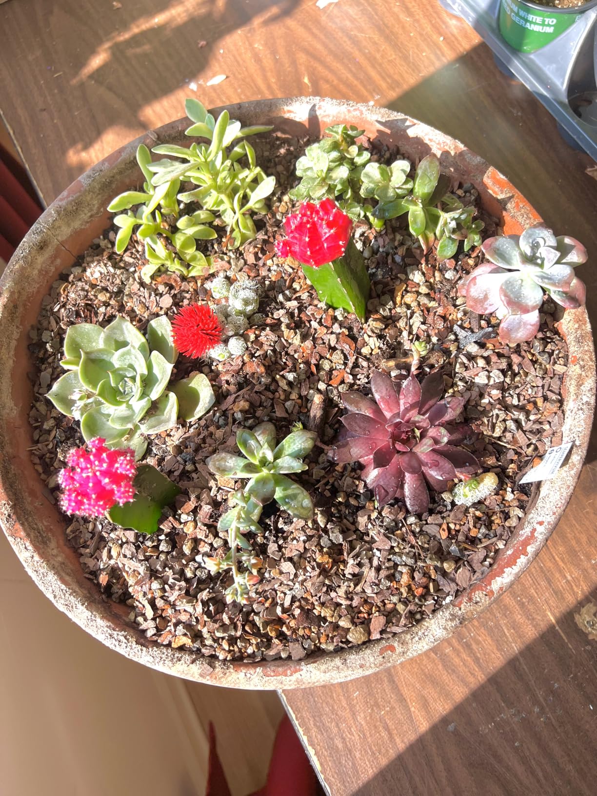 Bonsai Jack Succulent, Cactus and Bonsai Soil - Jacks Gritty Mix - 2 Quarts - Fast Draining - Fight Root Rot - Optimized pH customer photo 1