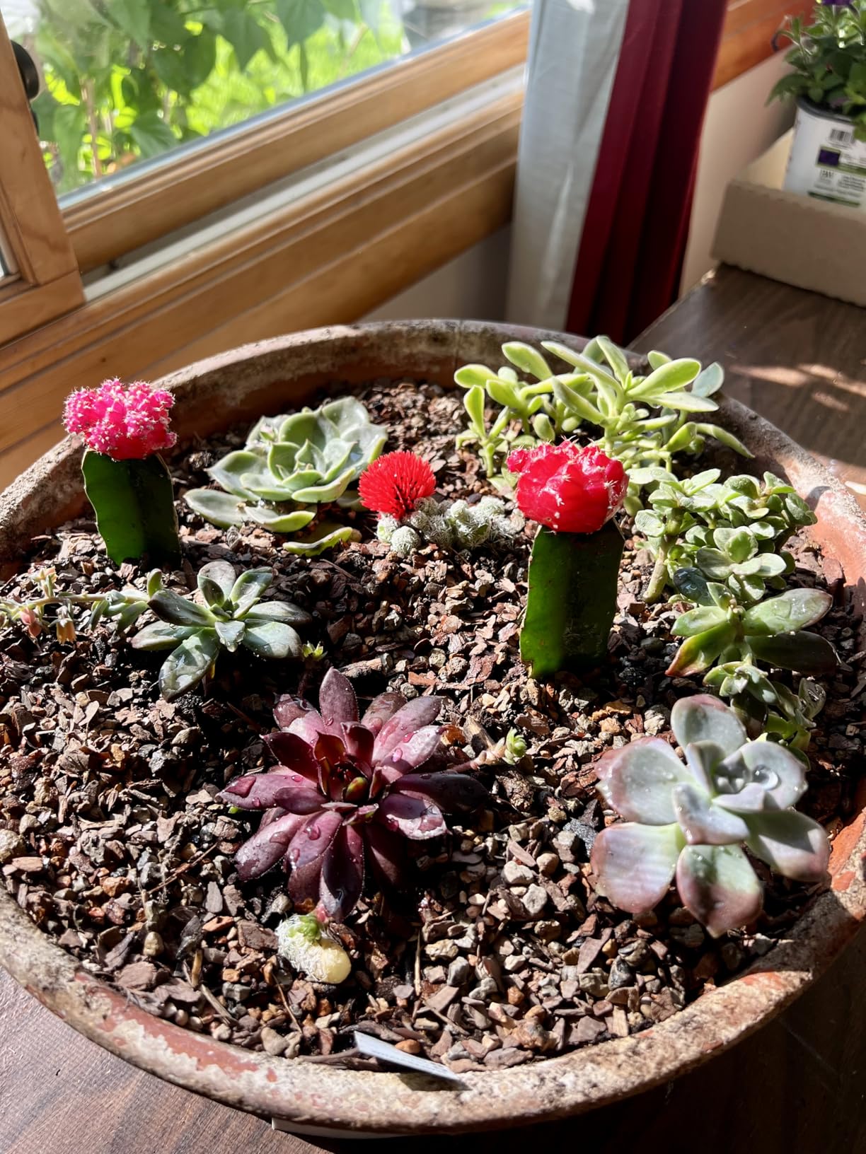 Bonsai Jack Succulent, Cactus and Bonsai Soil - Jacks Gritty Mix - 2 Quarts - Fast Draining - Fight Root Rot - Optimized pH customer photo 2