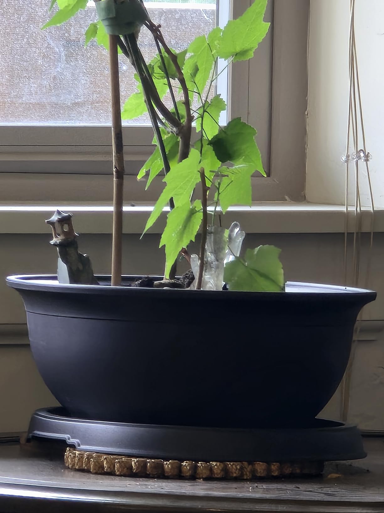 CZ Grain 14 Inch Oval Bonsai Pots and Drip Tray - Heavy Duty Display (3 Pots) - Ideal for Indoor or Outdoor Bonsai - Large Display Planters - Plants, Bonsai, Herbs customer photo 2