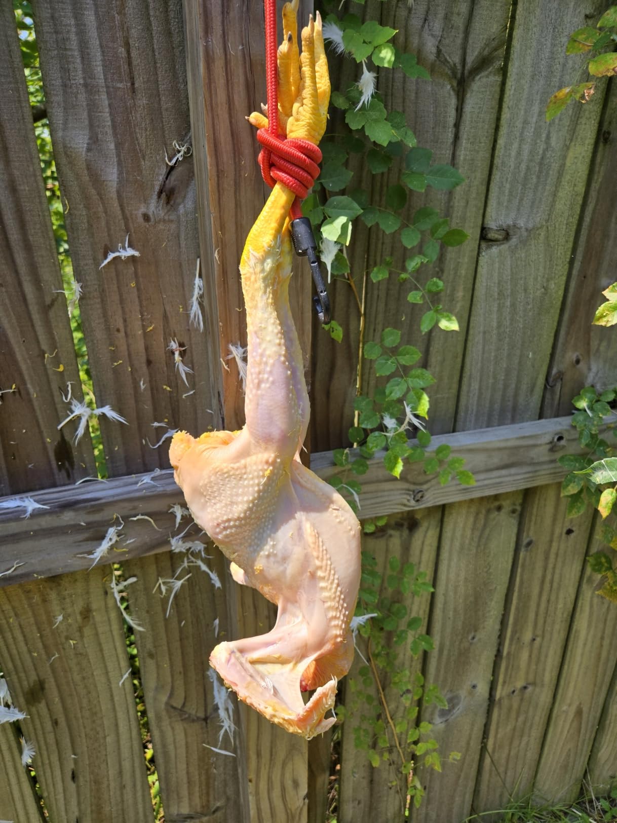 Light Duty Chicken Plucker Drill Attachment 18 Fingers Poultry Chicken Feather Plucker Machine 3/8 Inch Shank Stainless Steel Drill for Turkey Chicken Quail Pheasant Dove customer photo 2