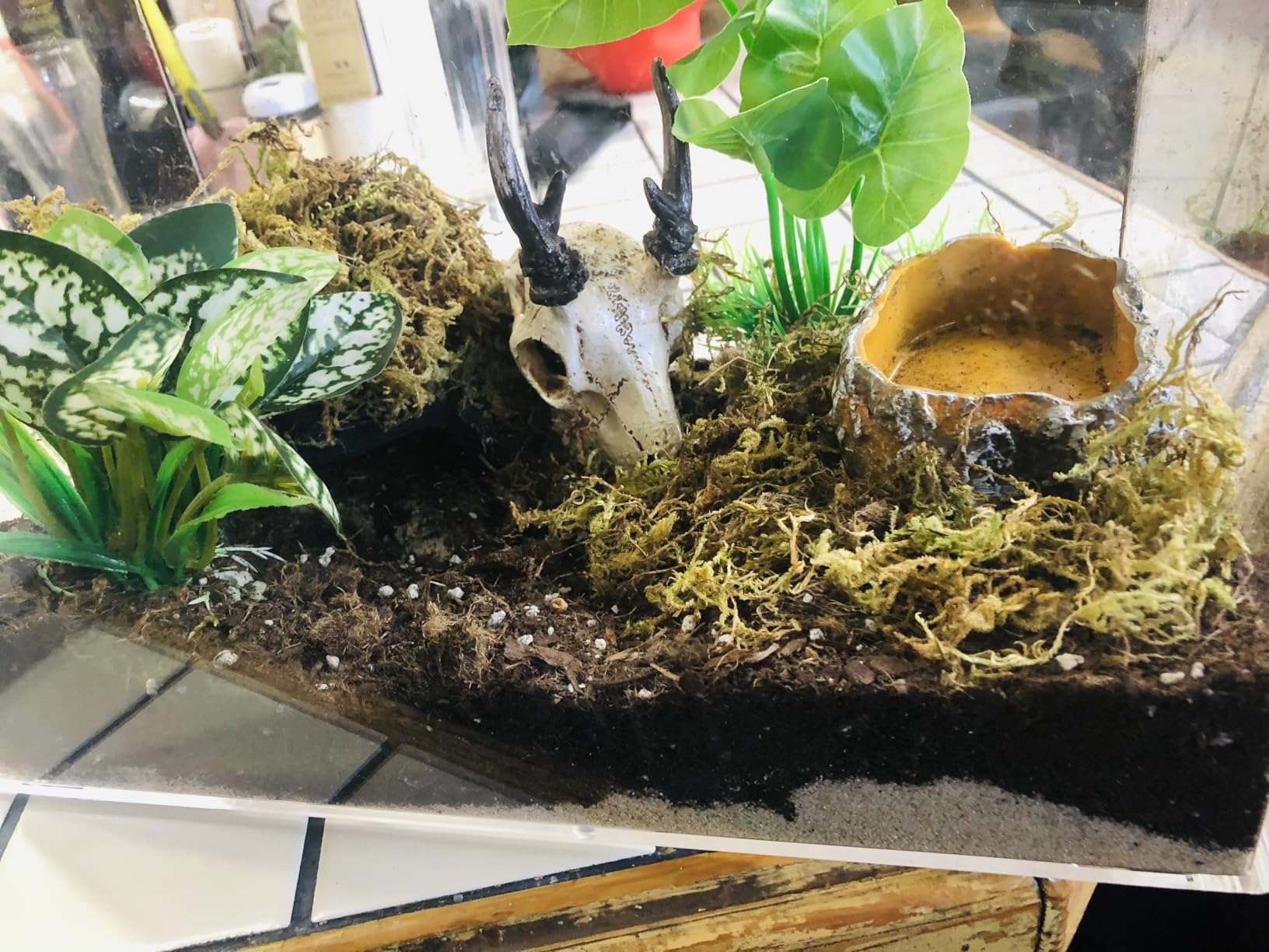 AZV Reptile Terrarium Starter Kit, 8 Piece Small Reptile Tank with Escape-Proof Locks, Mesh Top, Multi-Vent Compatible Habitat, Durable Clear PC, Easy-Clean Waterproof Base for Geckos, Frogs, Spiders customer photo 1