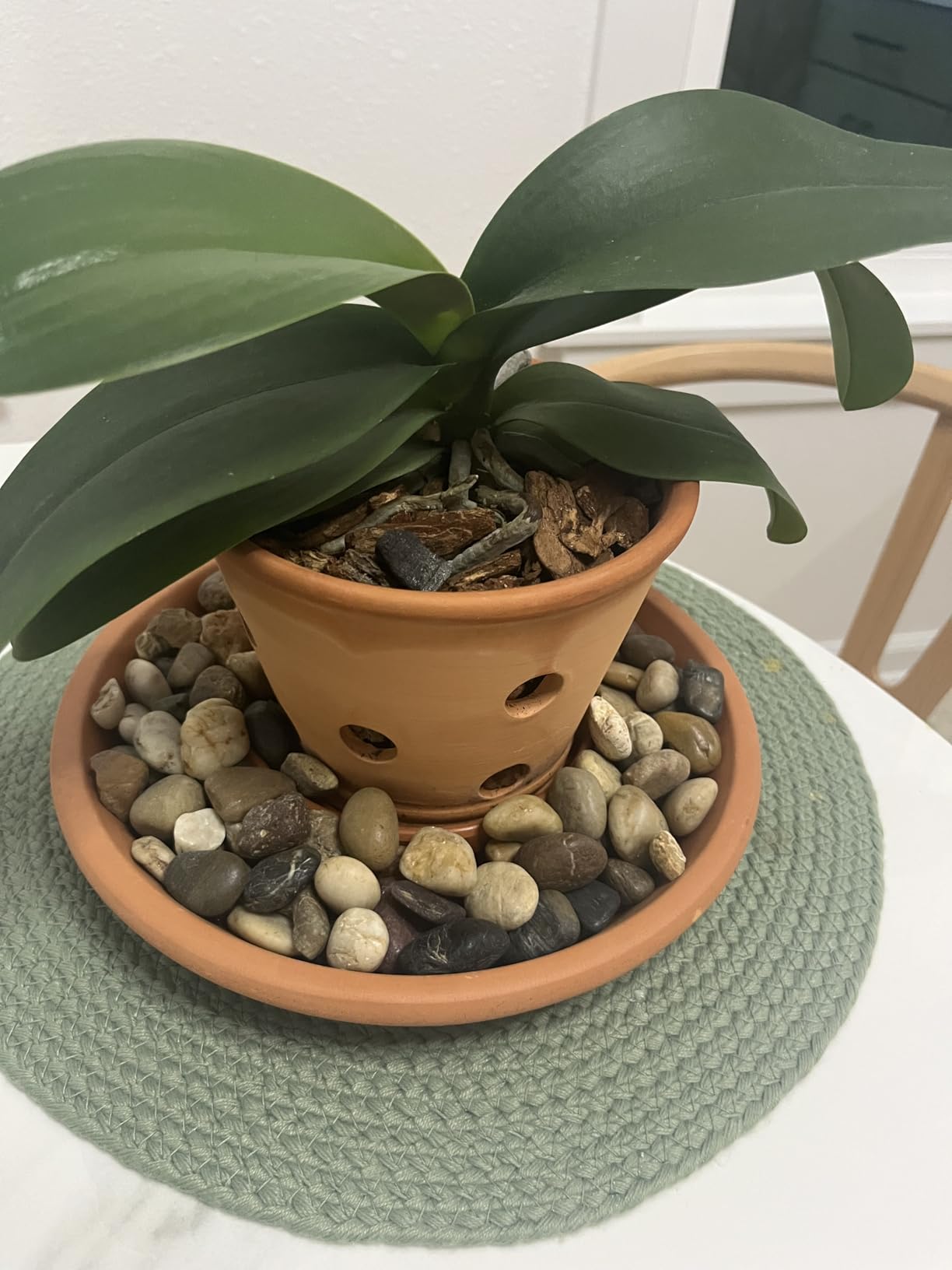 6 Inch Terracotta Orchid Pots with Holes, Saucers - 3 Pack Clay Orchid Planter Pots for Repotting, Small Terra Cotta Pot, Indoor & Outdoor, Promotes Air Circulation customer photo 1