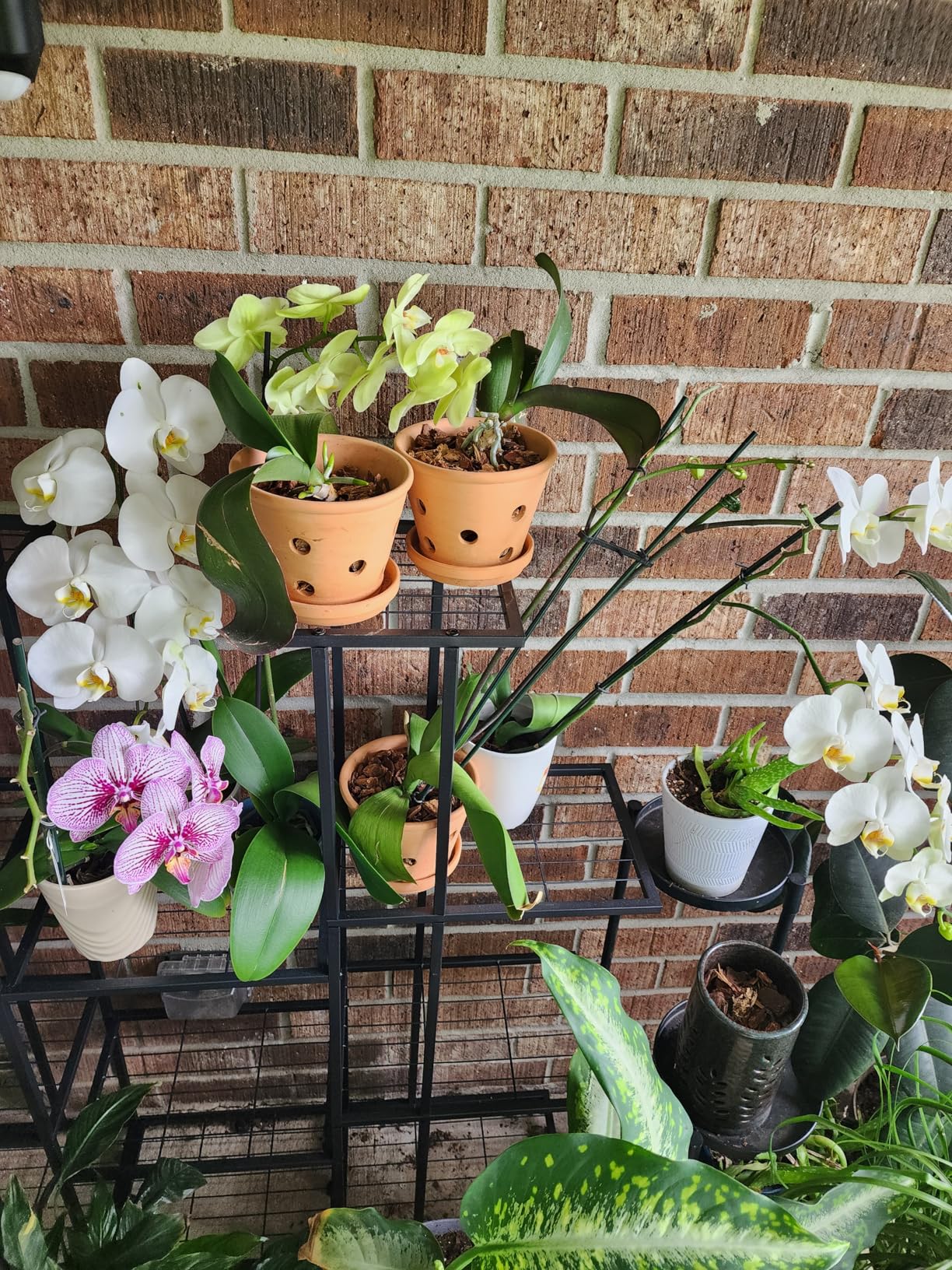 6 Inch Terracotta Orchid Pots with Holes, Saucers - 3 Pack Clay Orchid Planter Pots for Repotting, Small Terra Cotta Pot, Indoor & Outdoor, Promotes Air Circulation customer photo 2