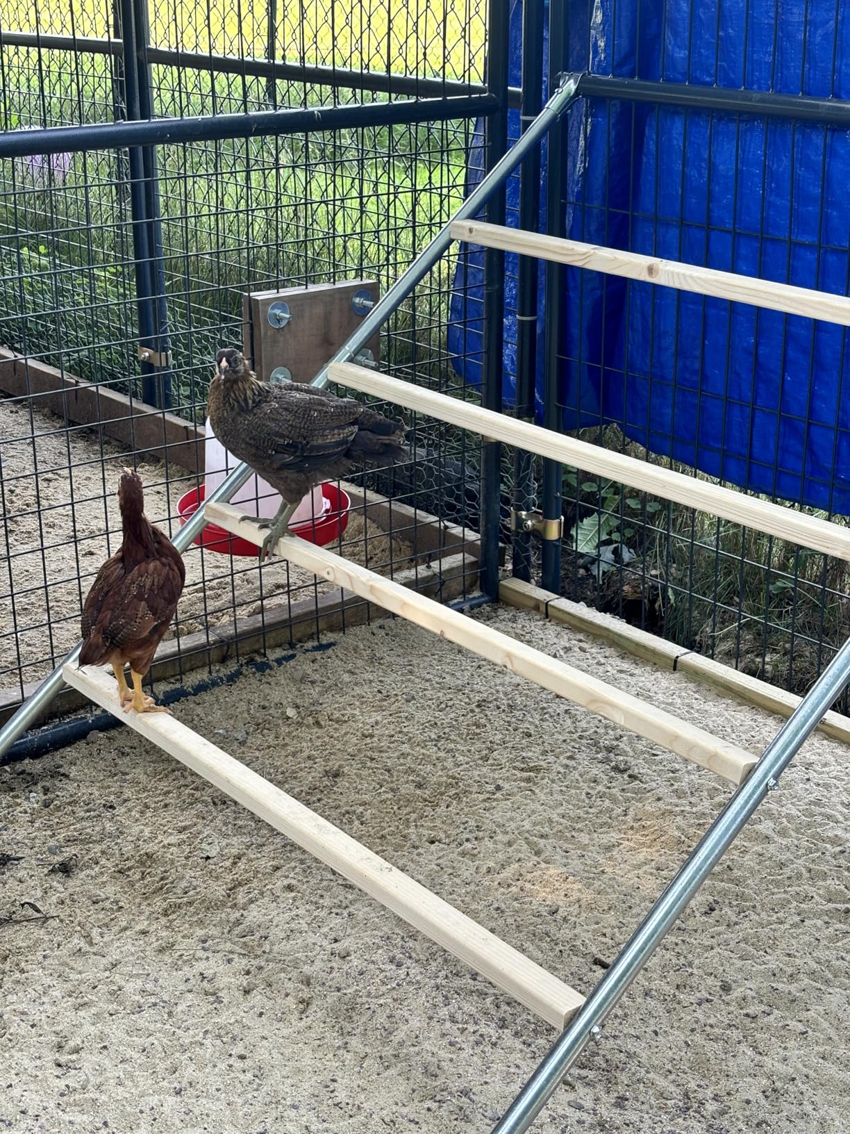 PETSFIT Square Chicken Roosting Perch, Perfect for Backyard Poultry, Chickens Perch for Coop, Easy to Assemble&Clean, Farm Chicken Toys (55