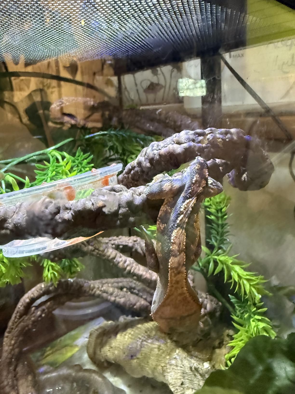 Reptile Terrarium 8