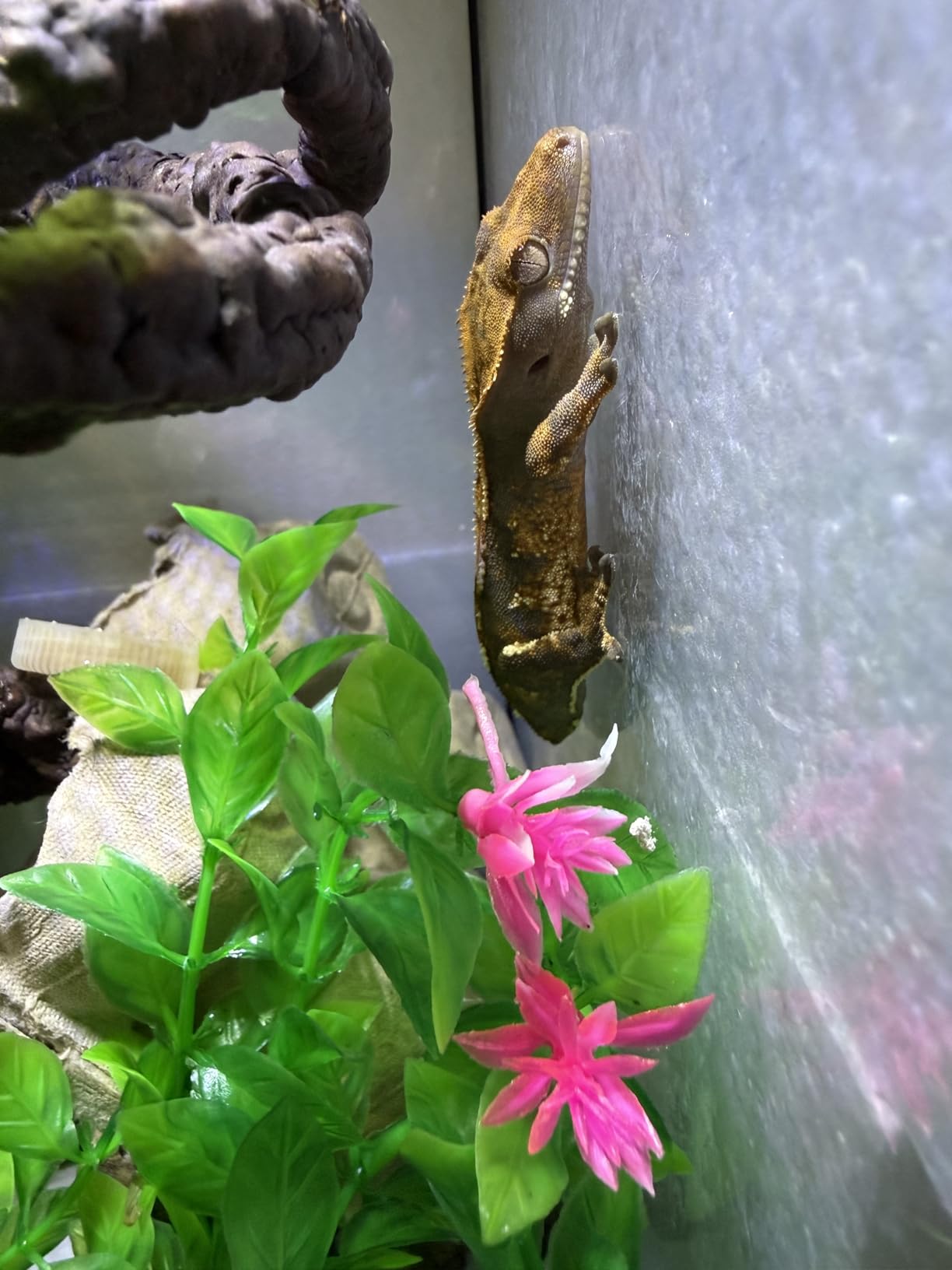 Reptile Terrarium 8