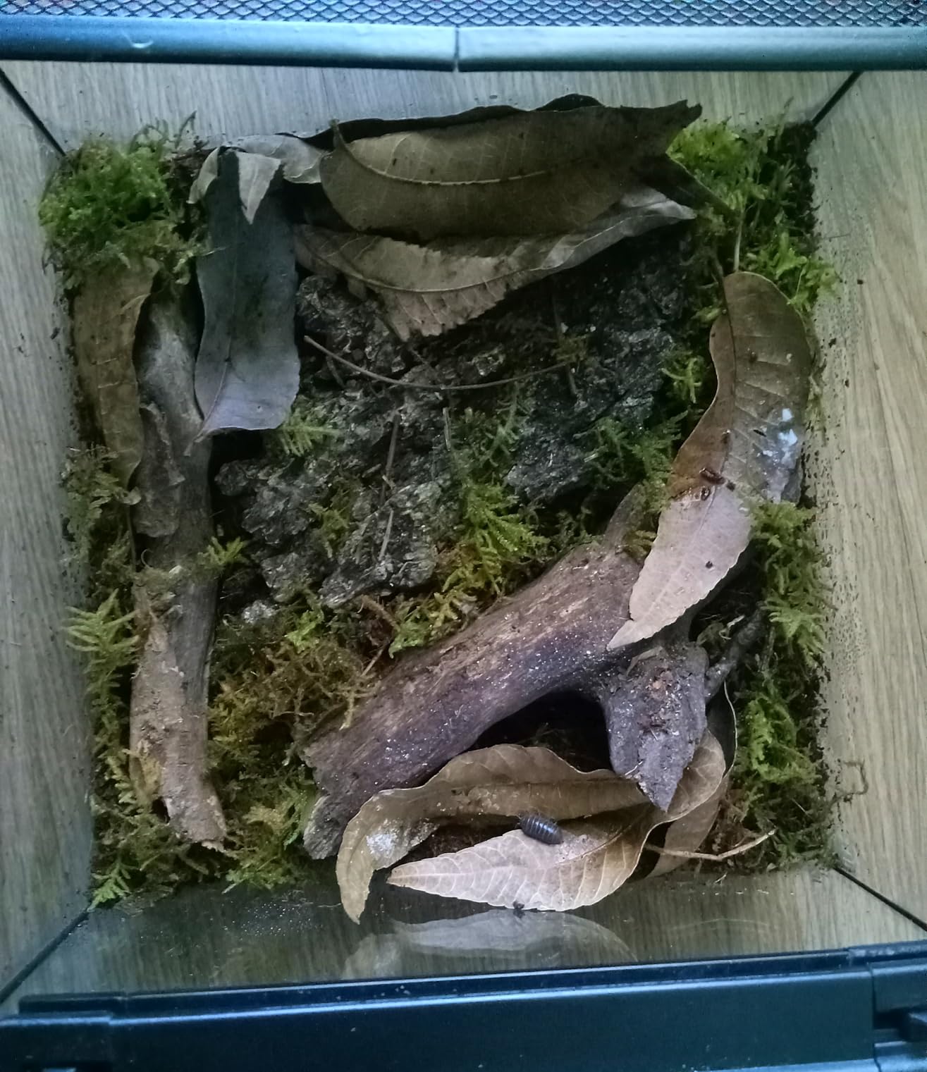 AWXZOM Mini Reptile Glass Terrarium Tank, cage for Tarantula Sling Geckos, Frog, Lizards, Chameleons,Turtles Snake Snail Insect Hermit Crab Isopods Reptiles Enclosure (12x8x6inch) customer photo 2