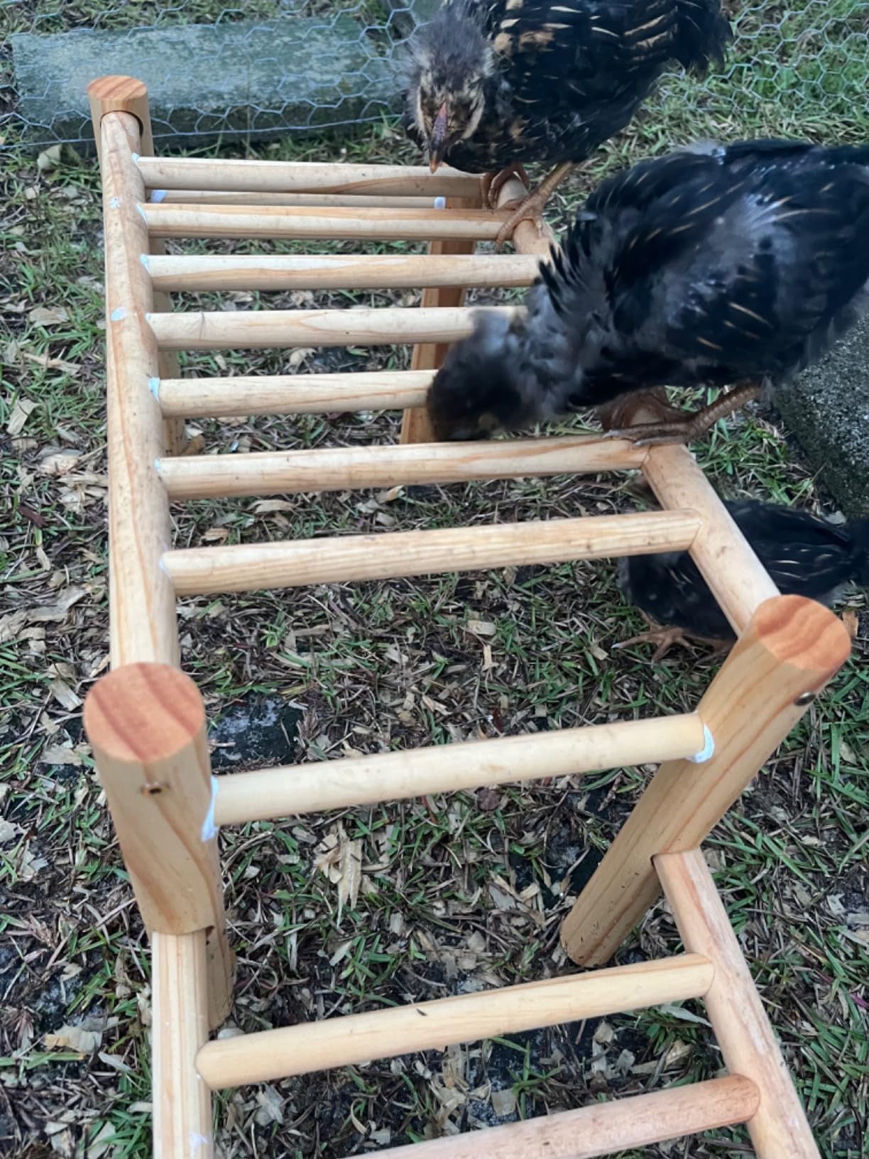Chicken Perch - Roosting Ladder for Chicken Coop - Jungle Gym & Toys for Poultry customer photo 2
