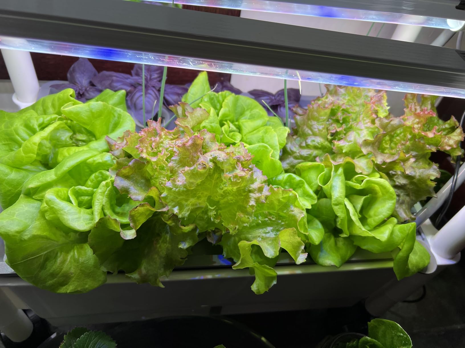 Hydroponics Growing System, AOONEG 28Pods Indoor Herb Garden with LED Grow Light, Hydroponics Growing System Kit with Automatic Timer, Pump System, Adjustable Height (2Layer-28Pods) customer photo 1