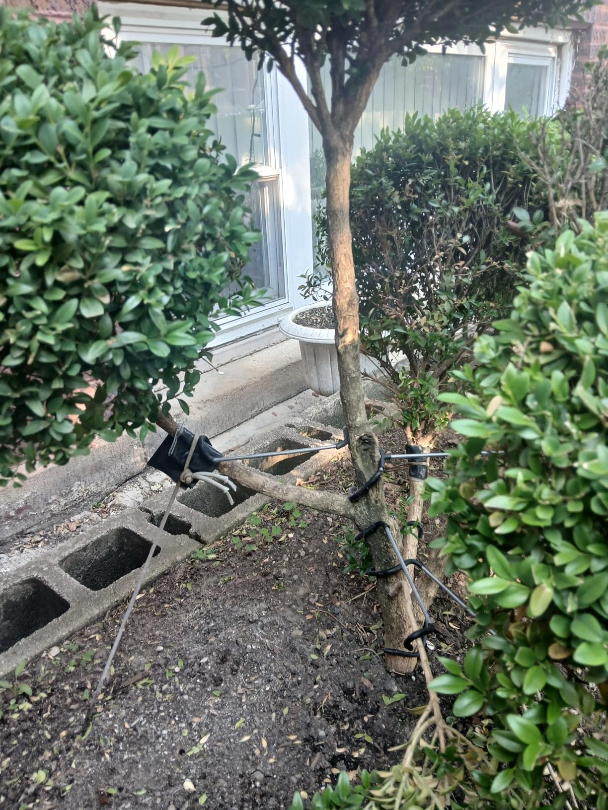 Fruit Tree Limb Spreader 20pcs, 7 Inch Branch Puller with Plastic Hose Wrapped Iron Wire customer photo 1