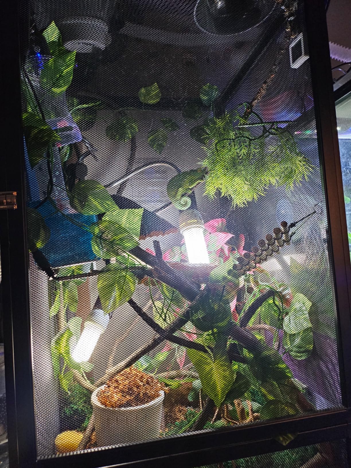 RunDuck 13 Gallon 360° Panoramic Foldable Reptile Terrarium Kit: Crested Gecko Tank and Reptile Cage for Superior Ventilation, Easy Feeding, Sturdiness, and Simple Assembly customer photo 2