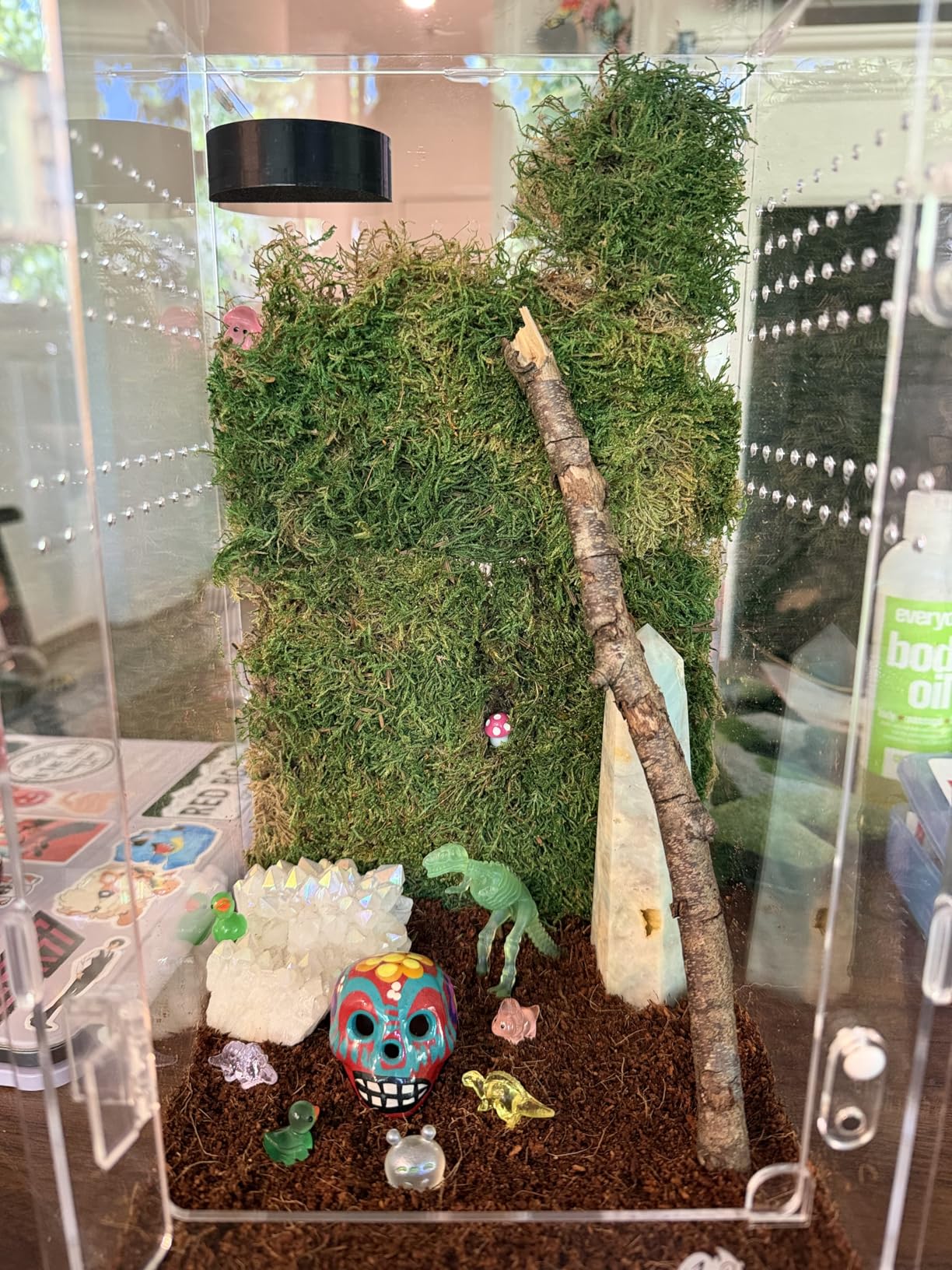 Acrylic Jumping Spider Enclosure - Insect Terrarium for Spiders, Mantises, Tarantulas & Frogs customer photo 2