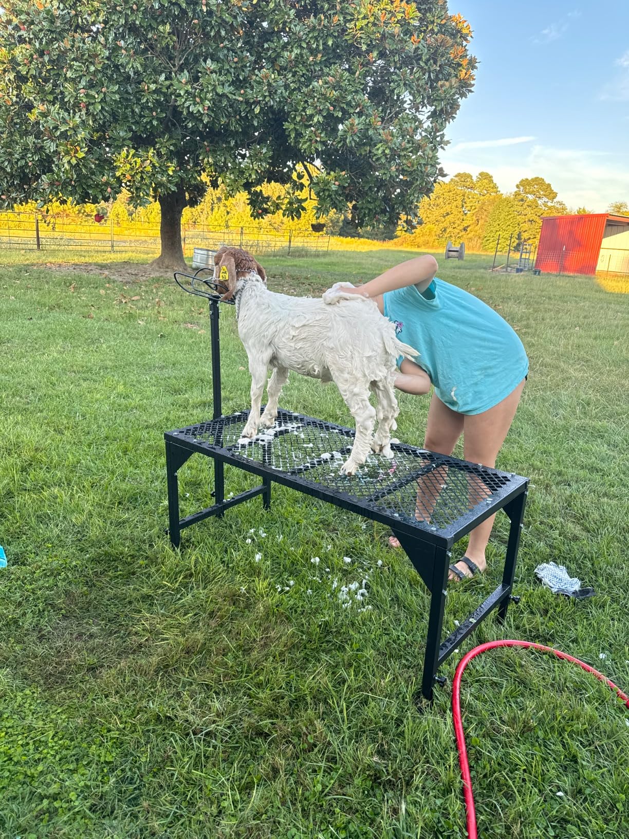 Metal Livestock Stand, Sheep & Goat Trimming Stand 50