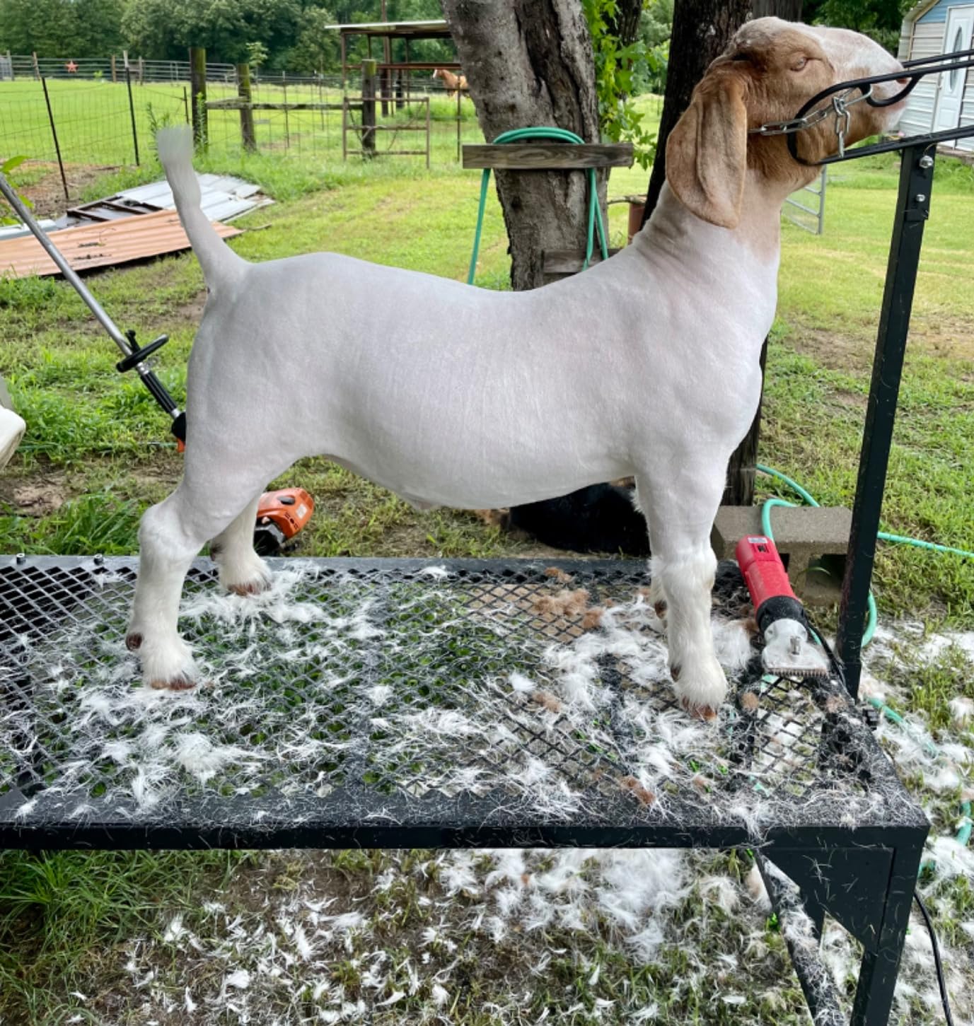 Metal Livestock Stand, Sheep & Goat Trimming Stand 50