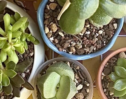 Molly's Succulent Mix - Premium Gritty Soilless Potting Mix for Succulents, Cactus and Bonsai - Contains Akadama, Hyuga, Bark Fines, Pumice, Lava Rock, Mycorrhizae 3 Dry Quarts customer photo 1
