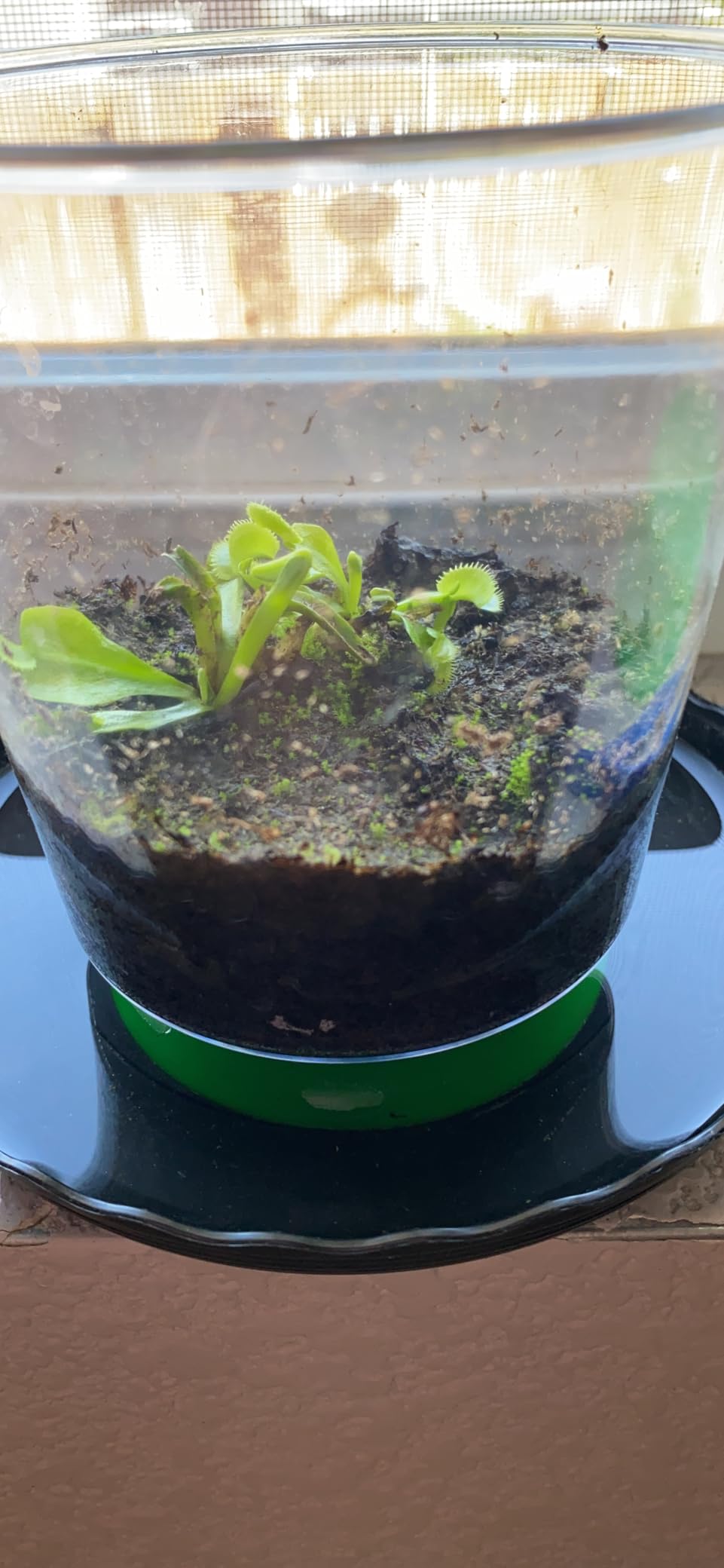 Double Venus Fly Trap Live Plant Set with Terrarium + Carnivorous Plants Food Bundle with Feeding Tweezers - Carnivorous Plant Soil and Live Indoor Venus Flytrap Pair customer photo 1