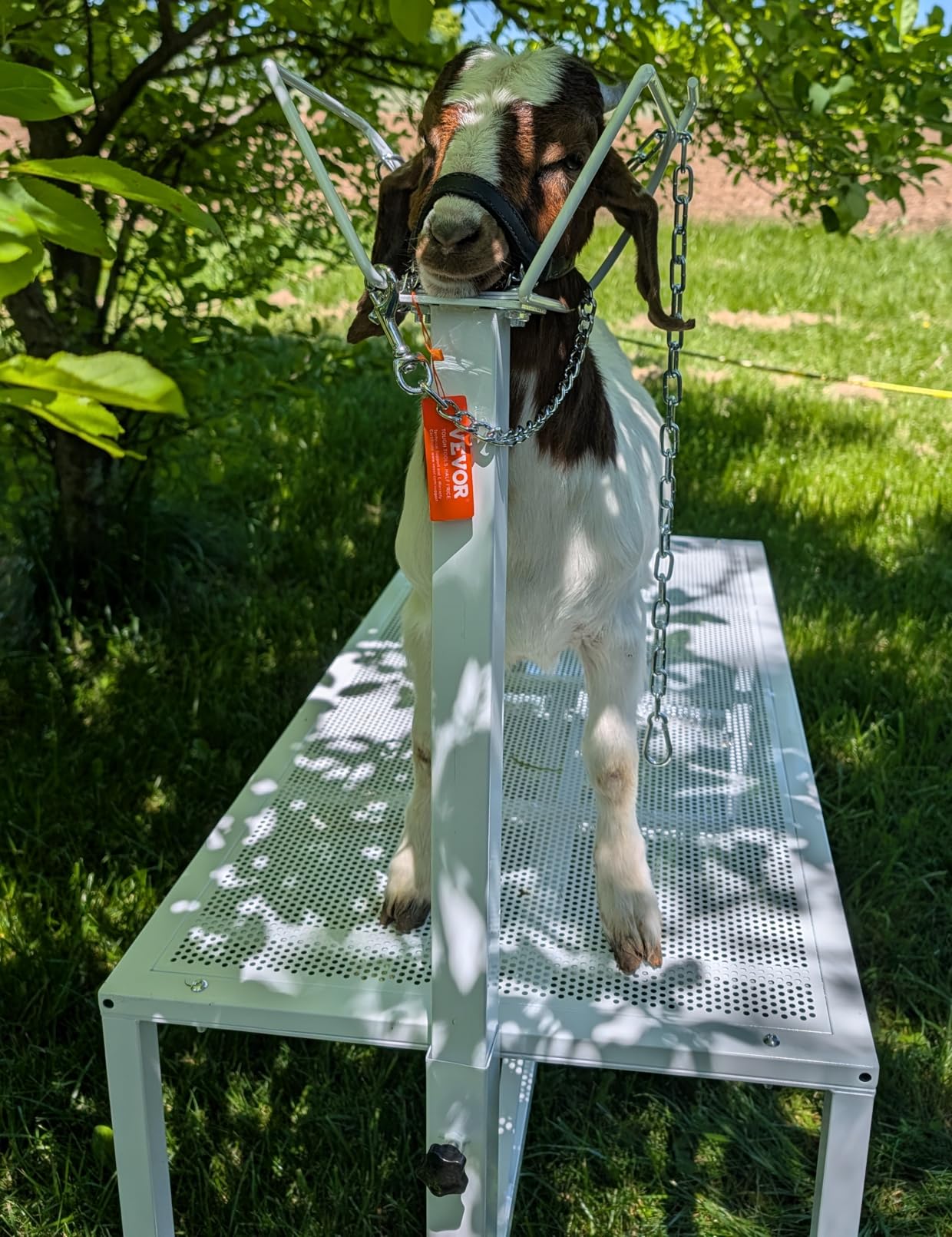 VEVOR Goat Milking Stand - 47x23 inch Metal Livestock Shearing Stand, Adjustable Height 21