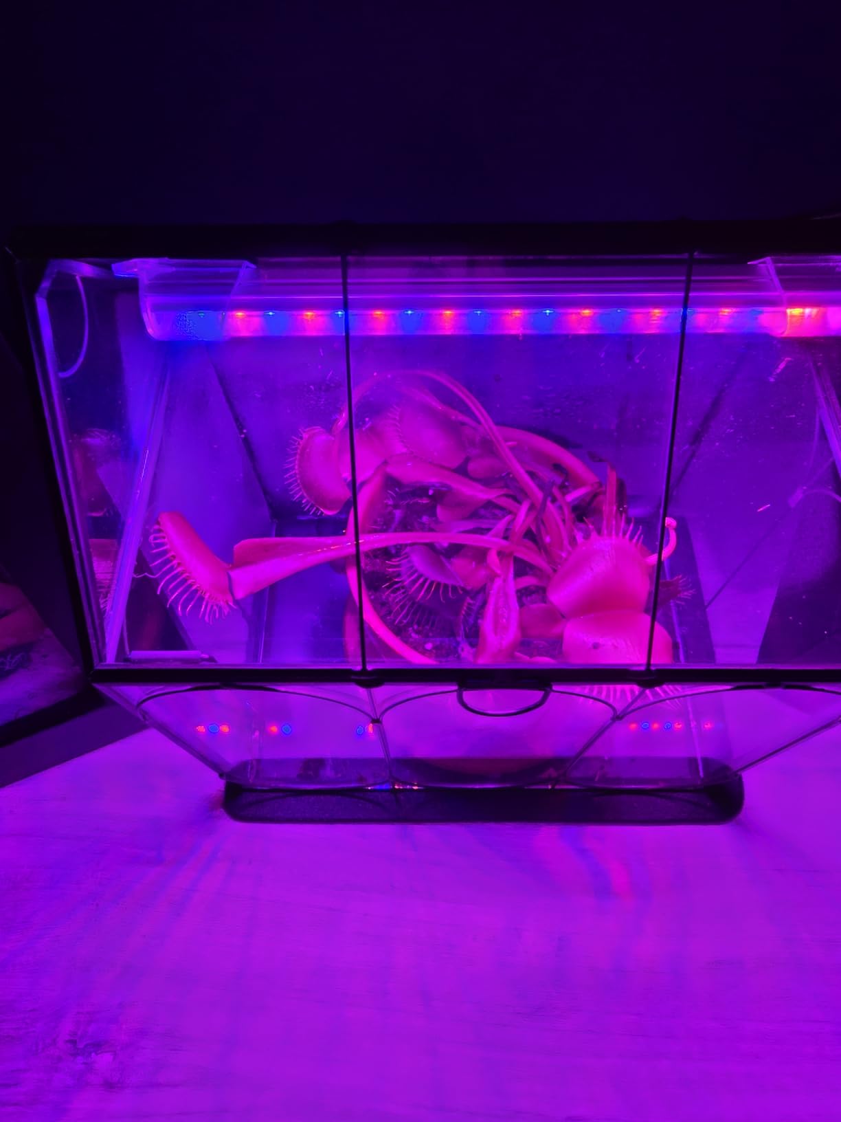 Plant Terrarium Kit with Grow Light, Rifny Small Glass Terrarium Jar with Absorbent Mat and Lid for Venus Fly Trap Succulent Live Air Plants Indoor Home Office Decor (Black, 7.1 x 4.8 x 8.8 inch) customer photo 1