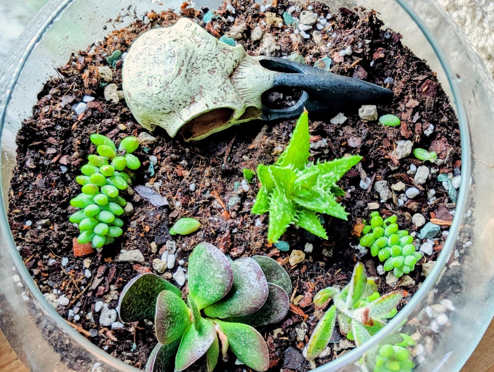 DUSPRO Recycle Terrarium Kit, Include Potting Soil, Pumice, Zeolite, Green Moss, Sphagnum Moss, Decorative Stone, Mesh, Tools, DIY Terrarium Kit for Kids, Air Plant, Succulent customer photo 1